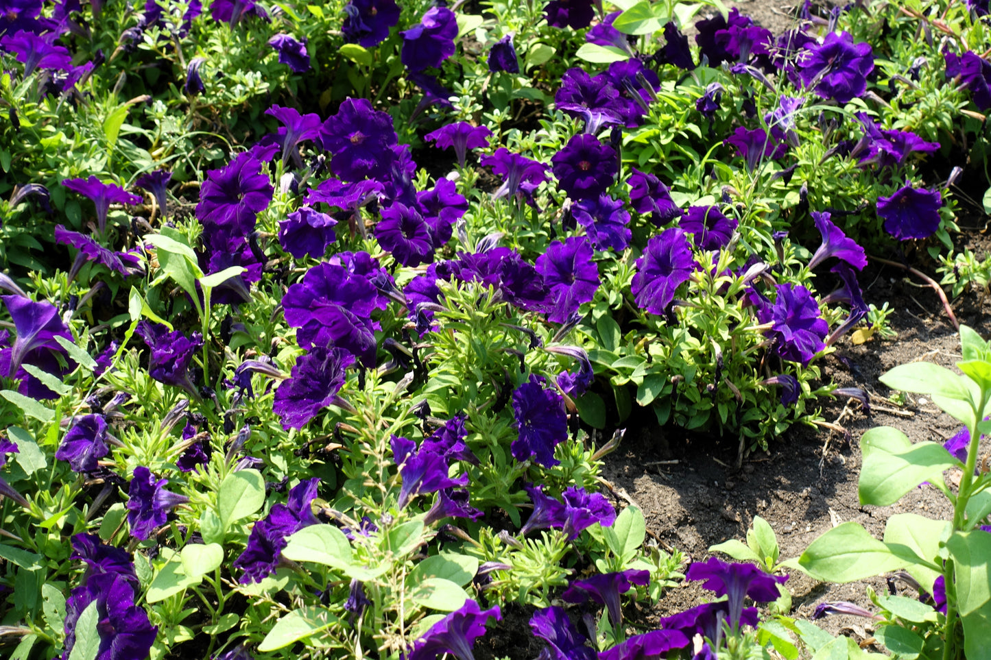 100 DWARF Alderman BLUE PETUNIA Nana Compacta Purple Flower Seeds