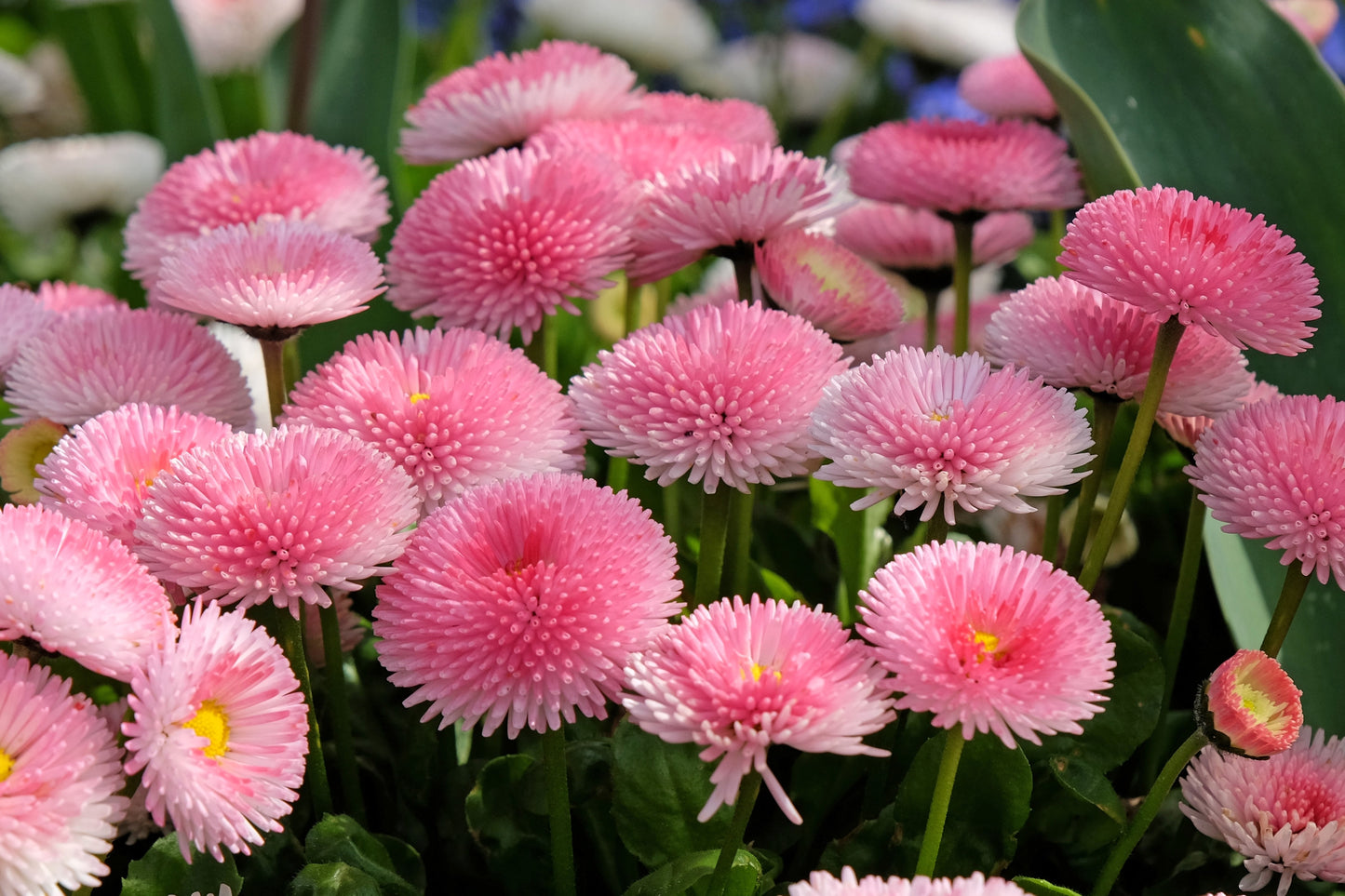 100 PINK ENGLISH DAISY Bellis Perennis Tasso Pink Double Flower Seeds