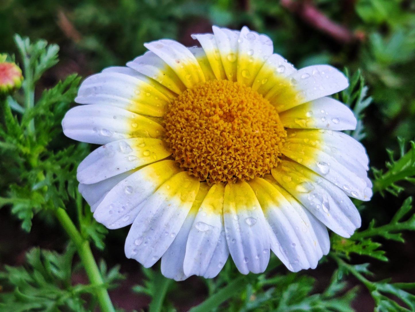 1000 GARLAND CROWN DAISY Chrysanthemum Coronarium Glebionis Flower Seeds