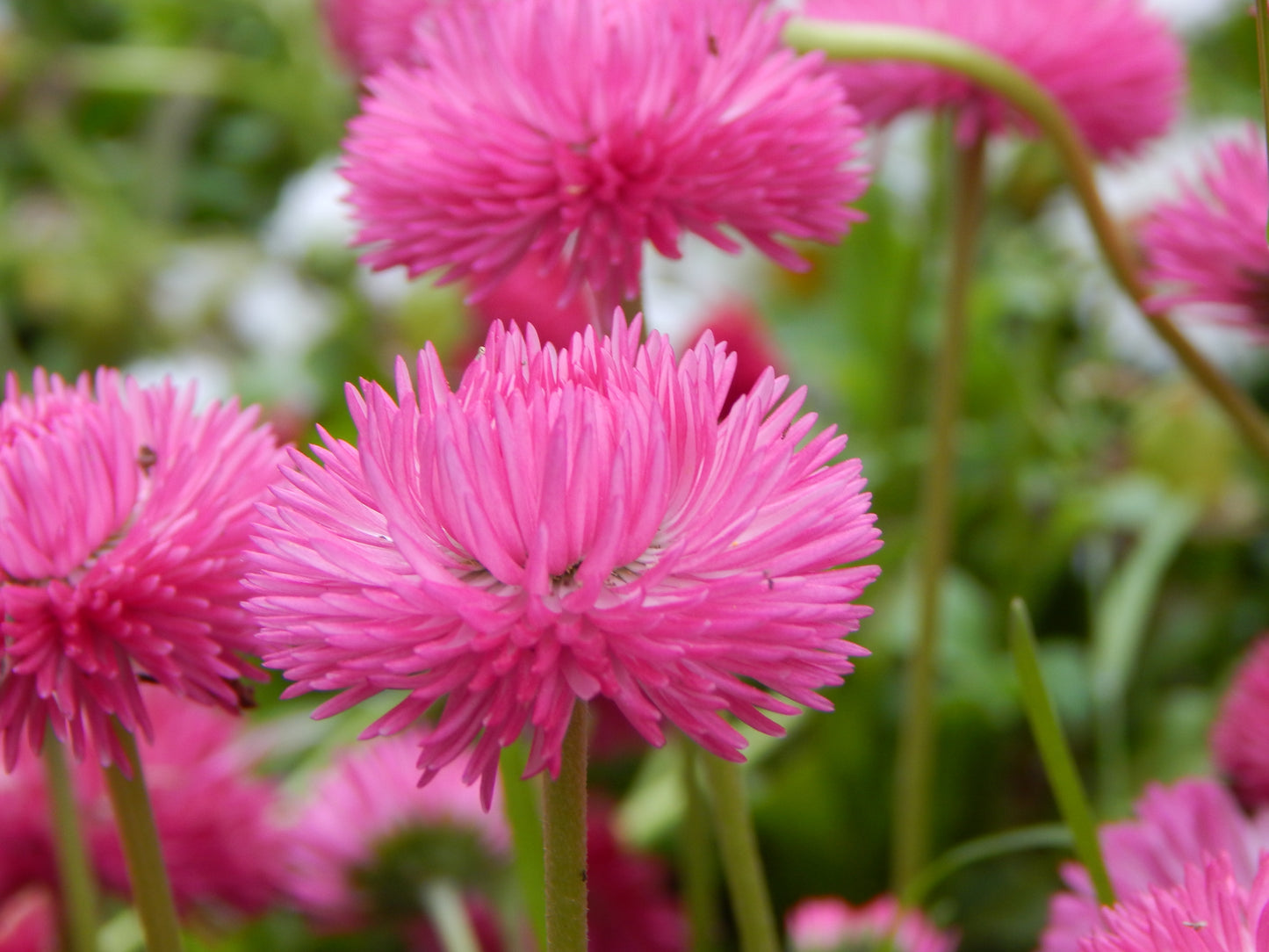 100 PINK ENGLISH DAISY Bellis Perennis Tasso Pink Double Flower Seeds