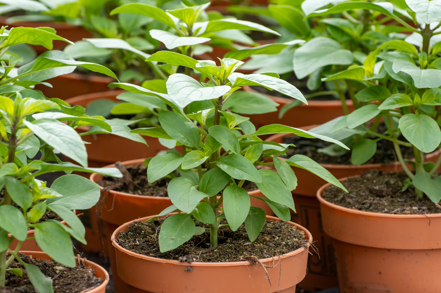 1000 LICORICE BASIL Ocimum Basilicum HERB Flower Seeds