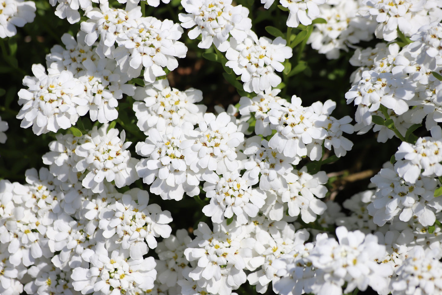 1000 WHITE EMPRESS CANDYTUFT Iberis Amara Groundcover Flower Seeds