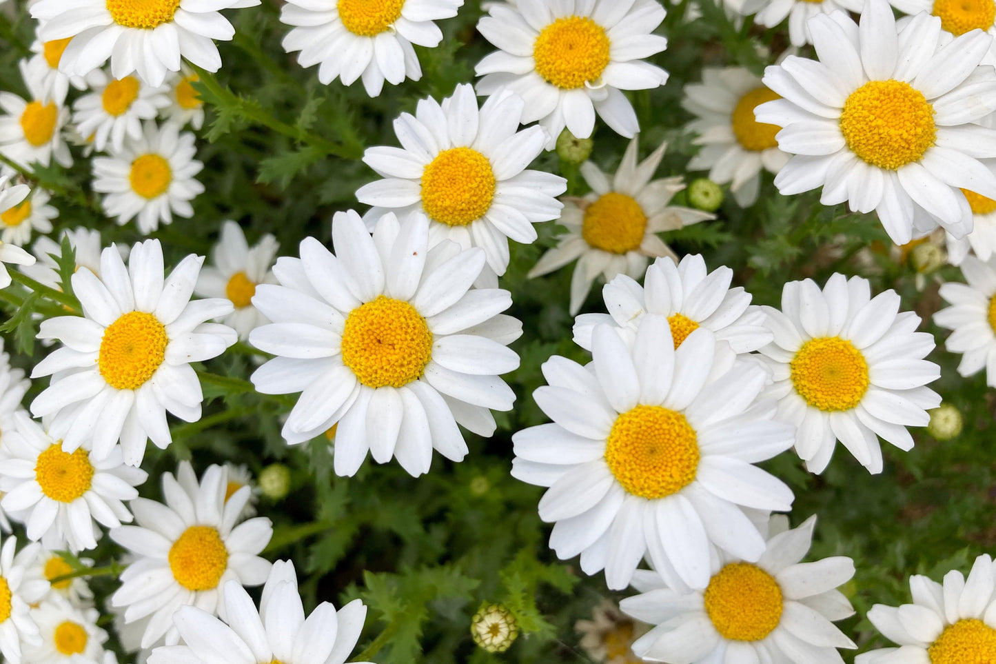 100 White DWARF CREEPING DAISY Chrysanthemum Paludosum Flower Seeds