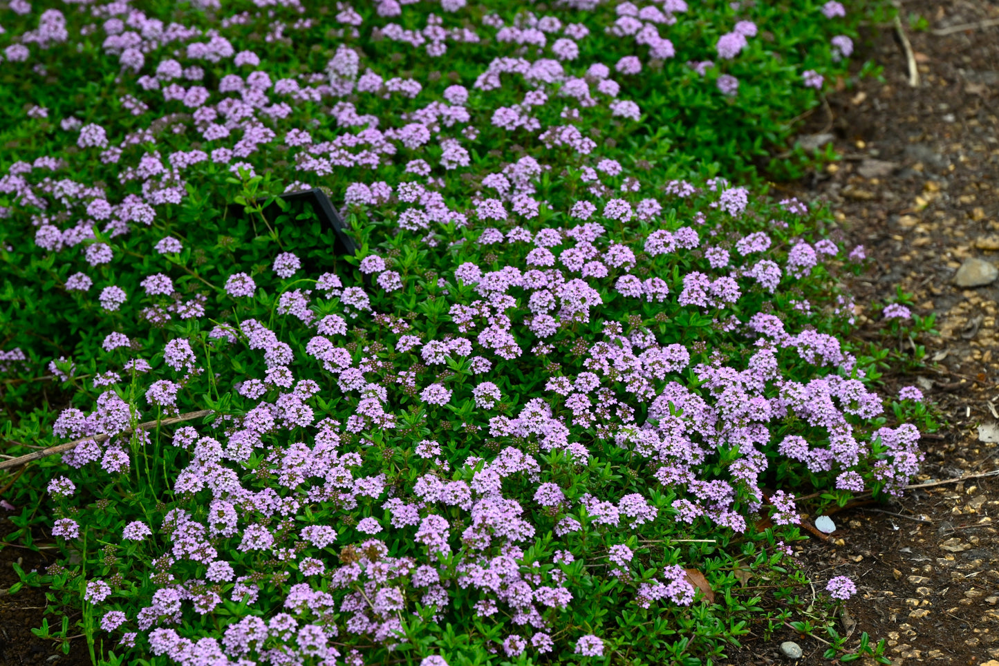 1000 THYME Common, English, German, French, Garden, or Winter Thymus Vulgaris Herb Flower Seeds