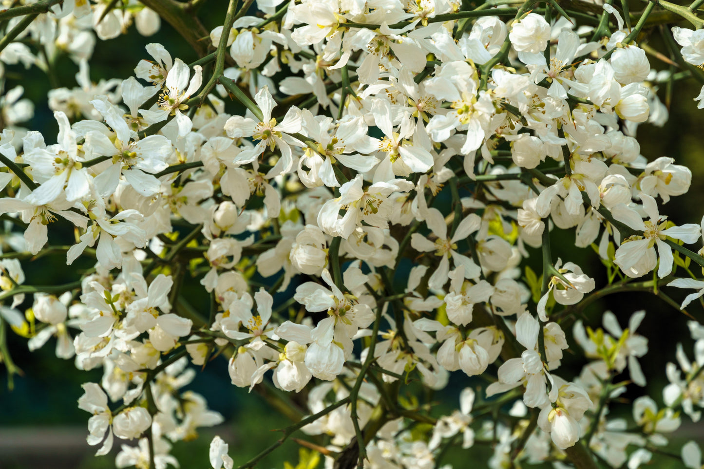 5 HARDY ORANGE TREE Trifoliate Citrus Trifoliata Poncirus Fruit White Flower Seeds