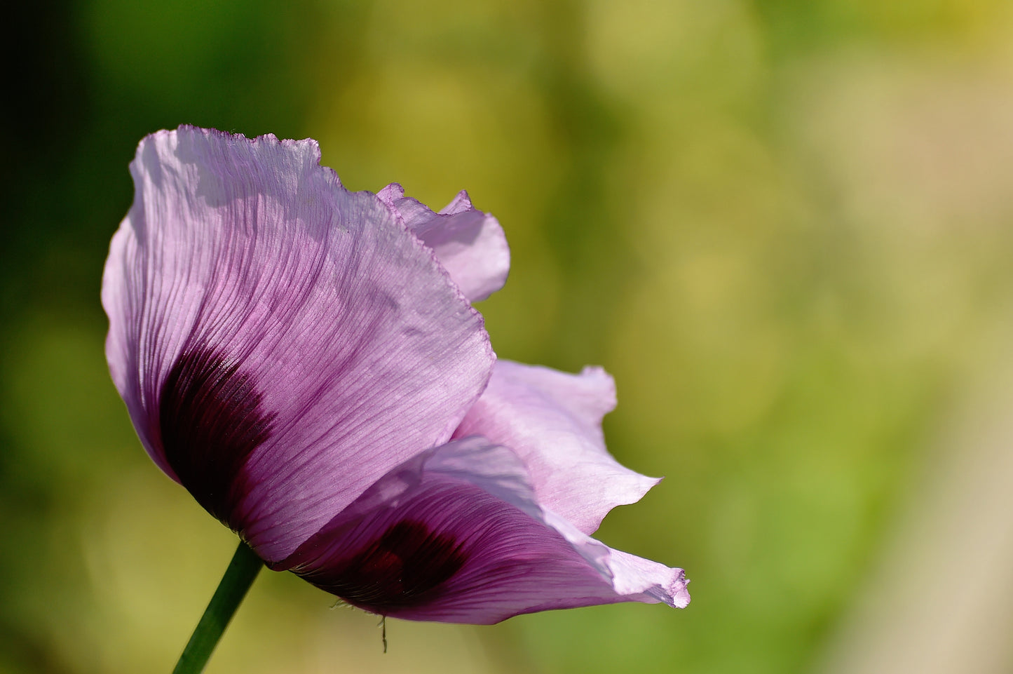 1000 SINGLE LILAC POPPY Papaver Somniferum Purple Heirloom Flower Seeds