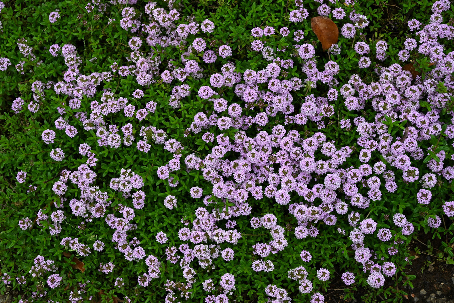 1000 THYME Common, English, German, French, Garden, or Winter Thymus Vulgaris Herb Flower Seeds