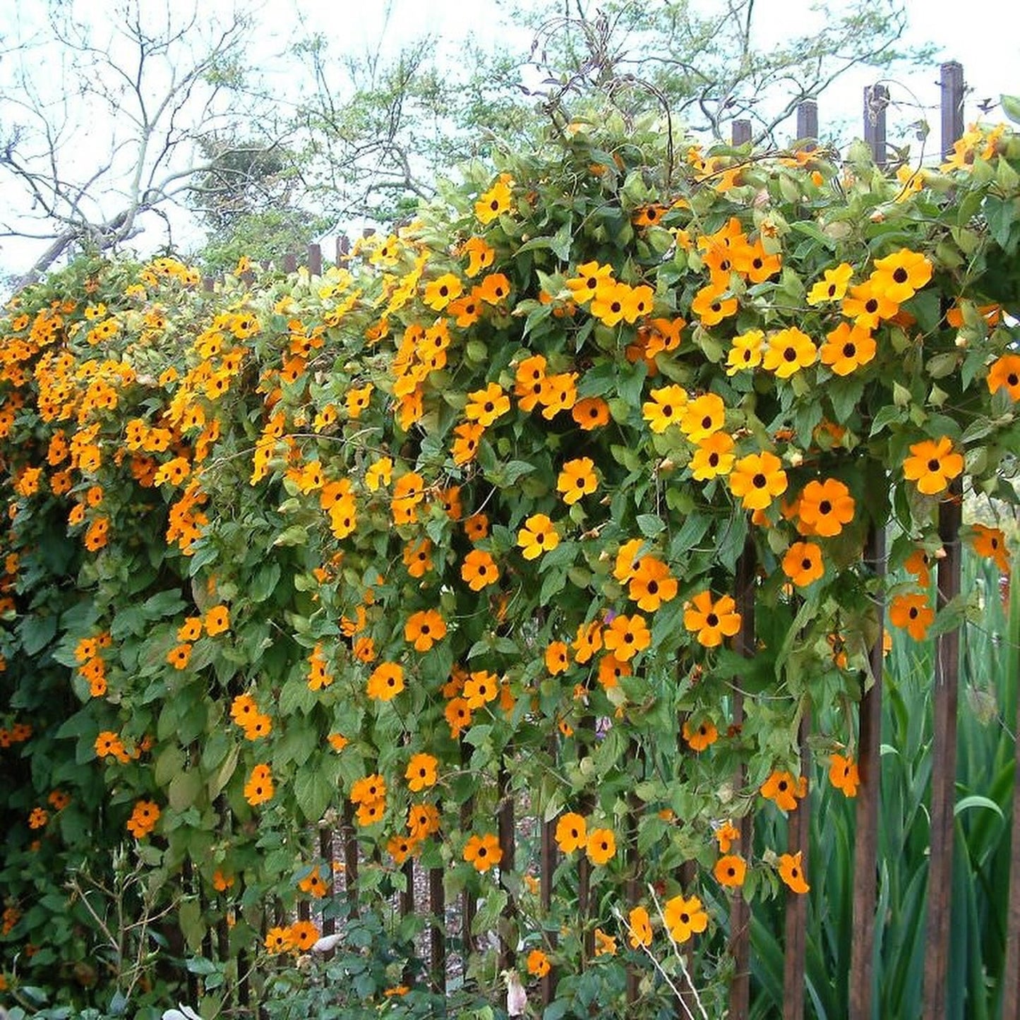 30 BLACK Eyed SUSAN VINE Thunbergia Alata Orange Yellow Black Flower Seeds