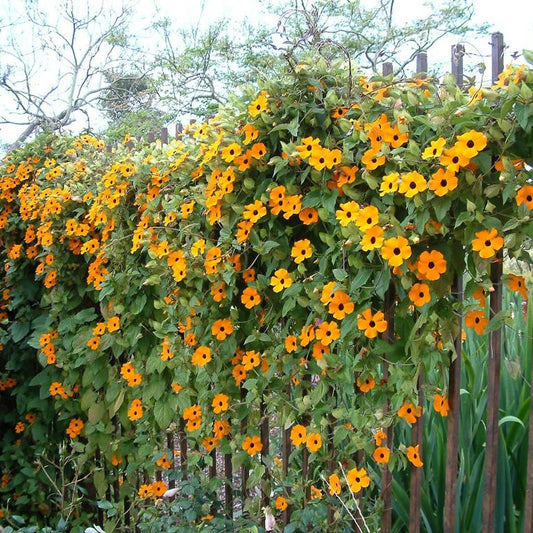 30 BLACK Eyed SUSAN VINE Thunbergia Alata Orange Yellow Black Flower Seeds