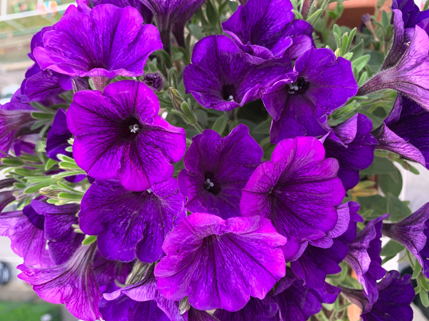 100 PURPLE PETUNIA Hybrida Pollinator Garden Container Flower Seeds