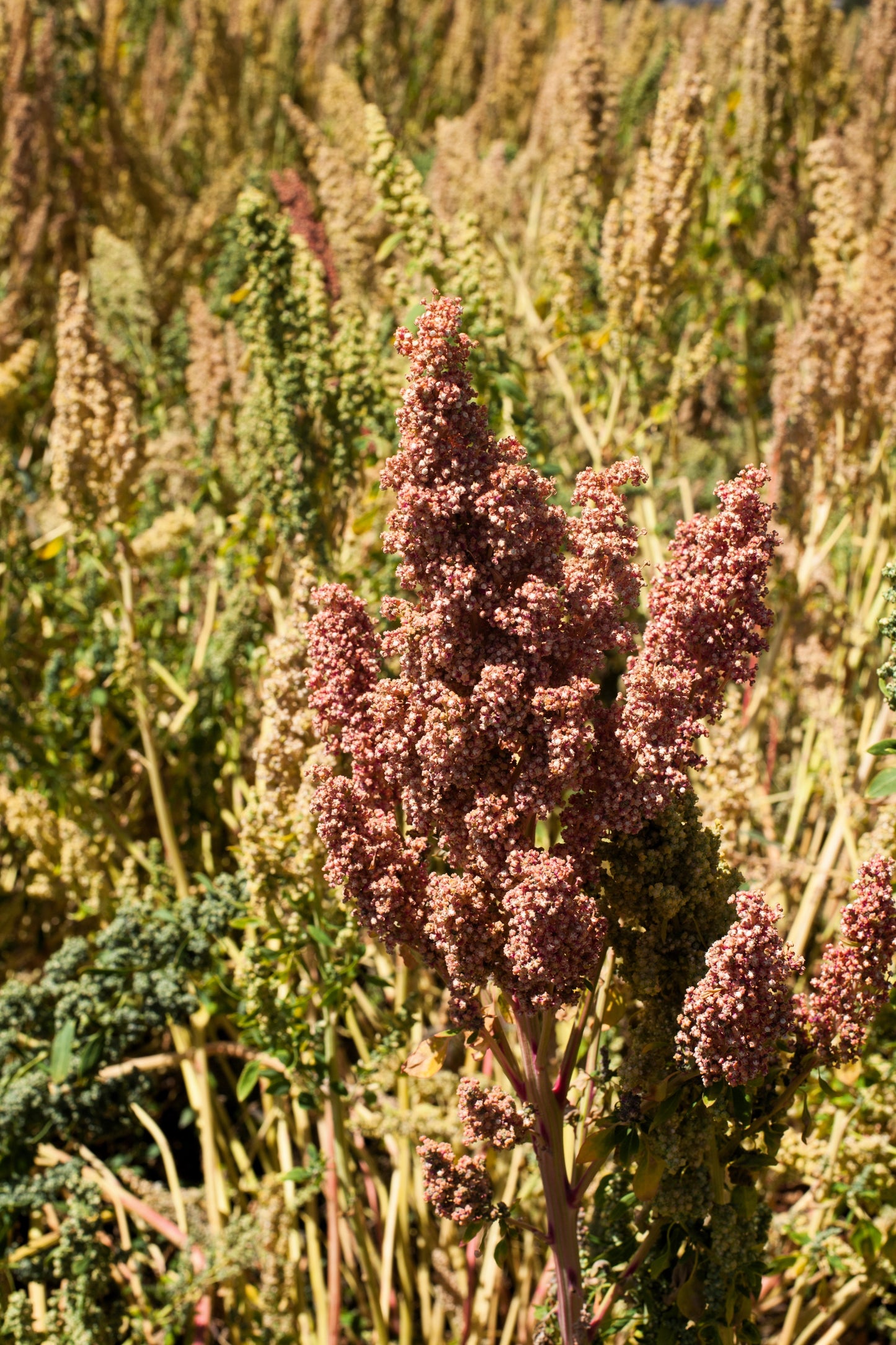 100 Organic COCOA CHERRY QUINOA Grain Chenopodium Quinoa Red & Brown Seeds