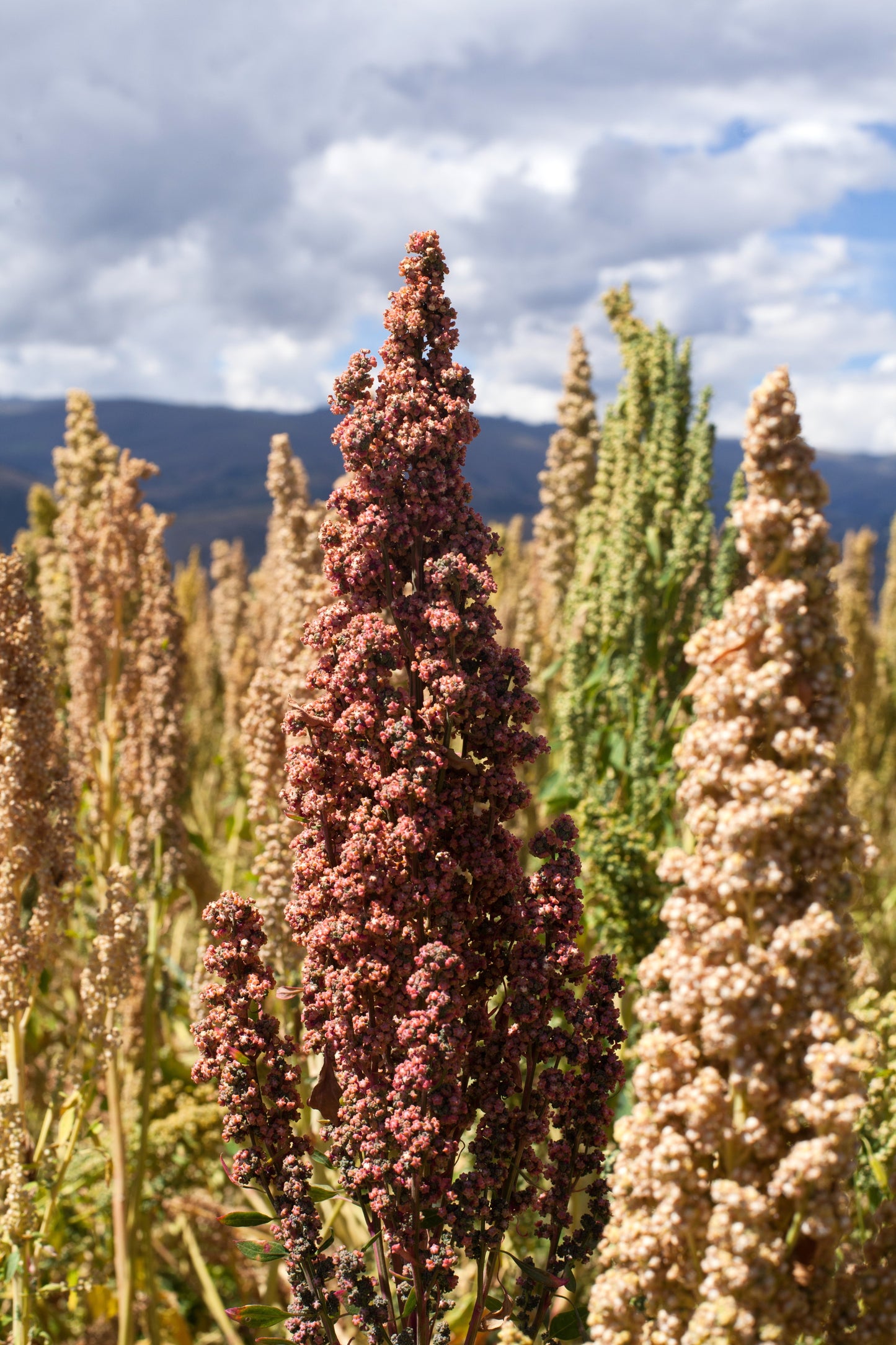 100 Organic COCOA CHERRY QUINOA Grain Chenopodium Quinoa Red & Brown Seeds