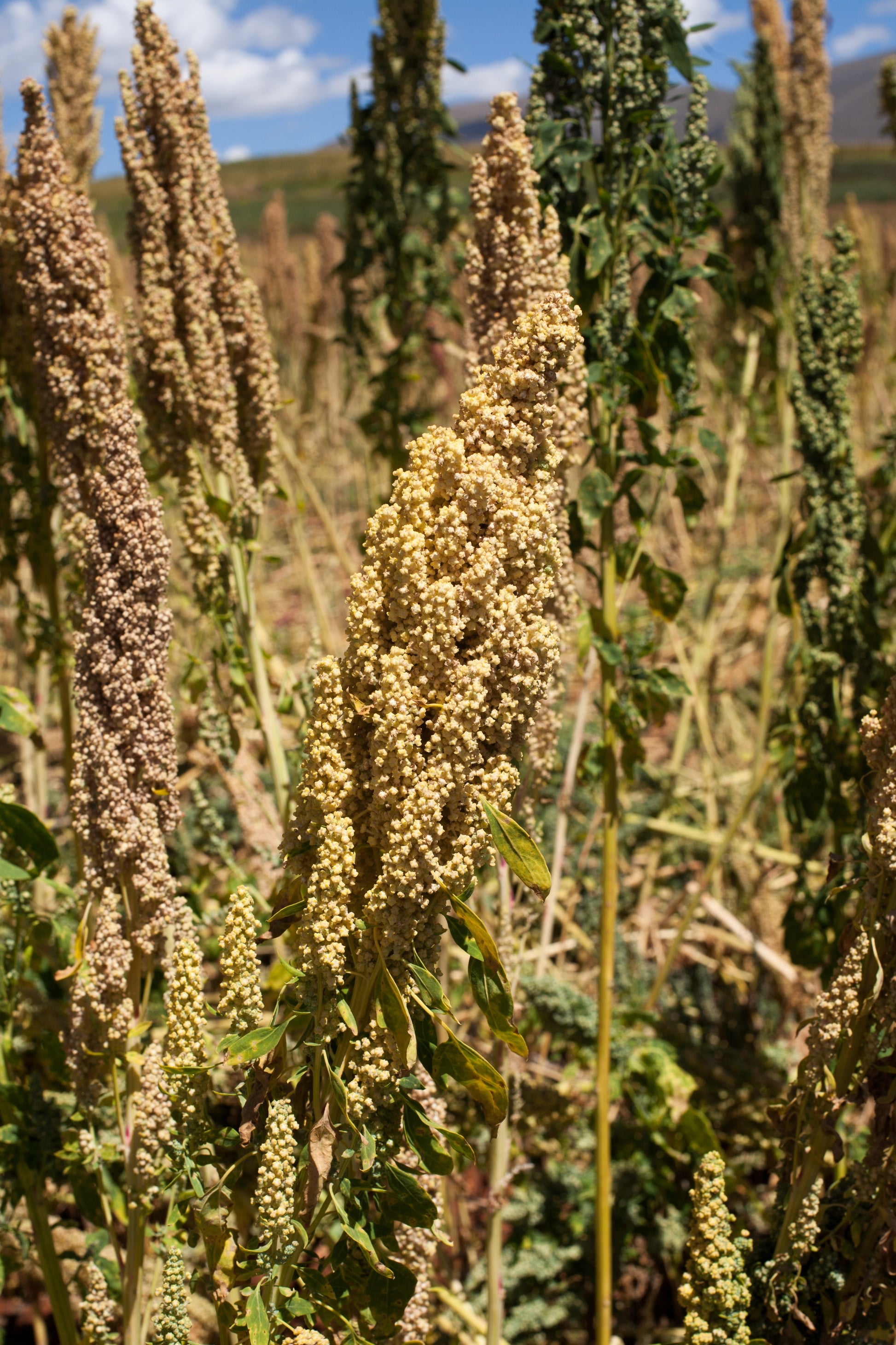 quinoa seed plant 100 Organic PEPPERMINT QUINOA Grain Chenopodium Quinoa White & Green H – Seedville USA