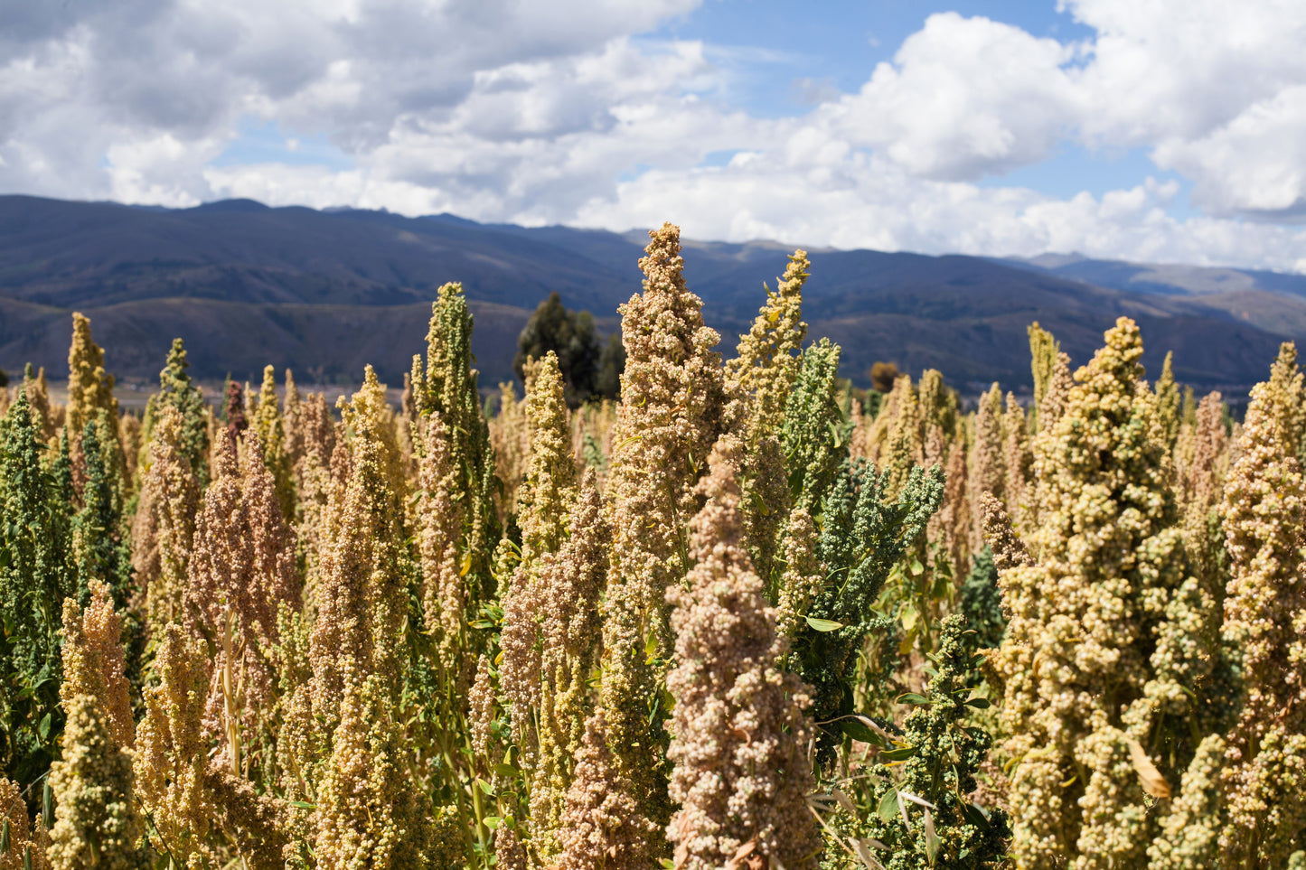 50 Organic MINT VANILLA QUINOA Green & White Chenopodium Vegetable Grain Seeds SuperFood