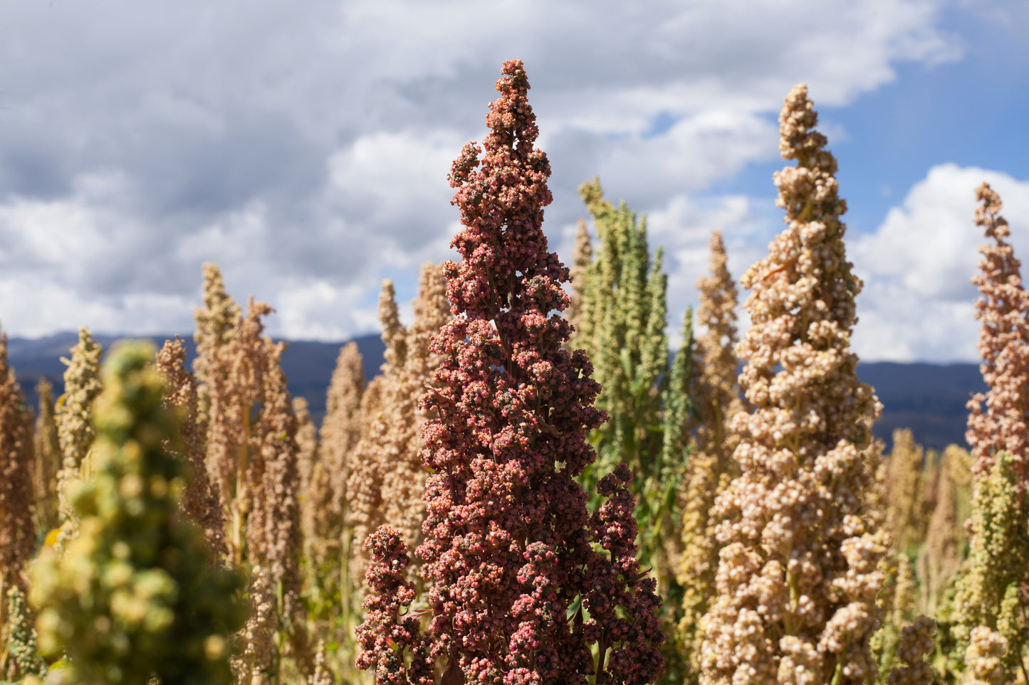 100 Organic BRILLIANT RAINBOW QUINOA Mix Mixed Colors Chenopodium Grain Greens Vegetable Seeds