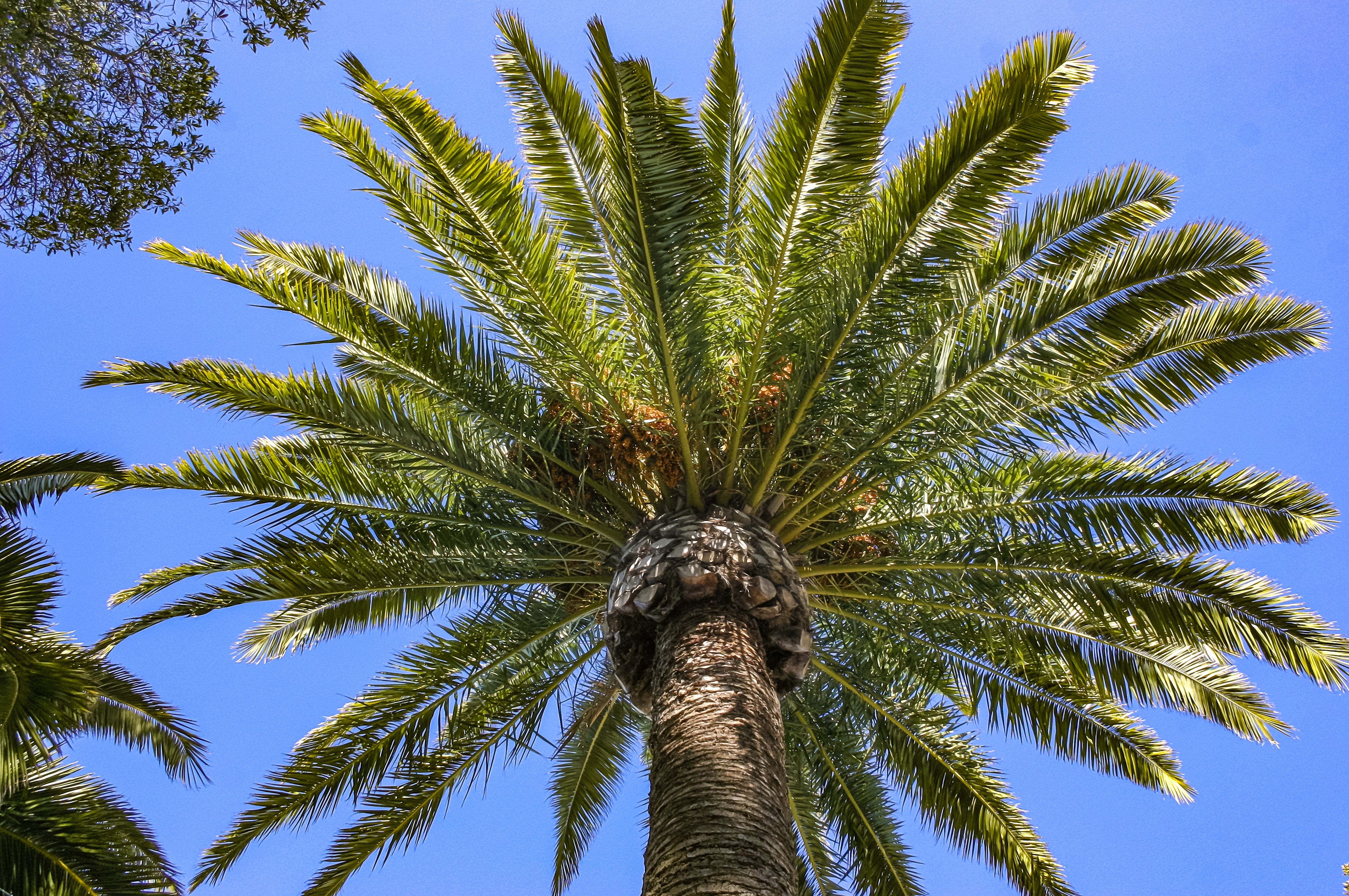 Seedville Canary Island Date Palm Seeds - Thumbnail 5