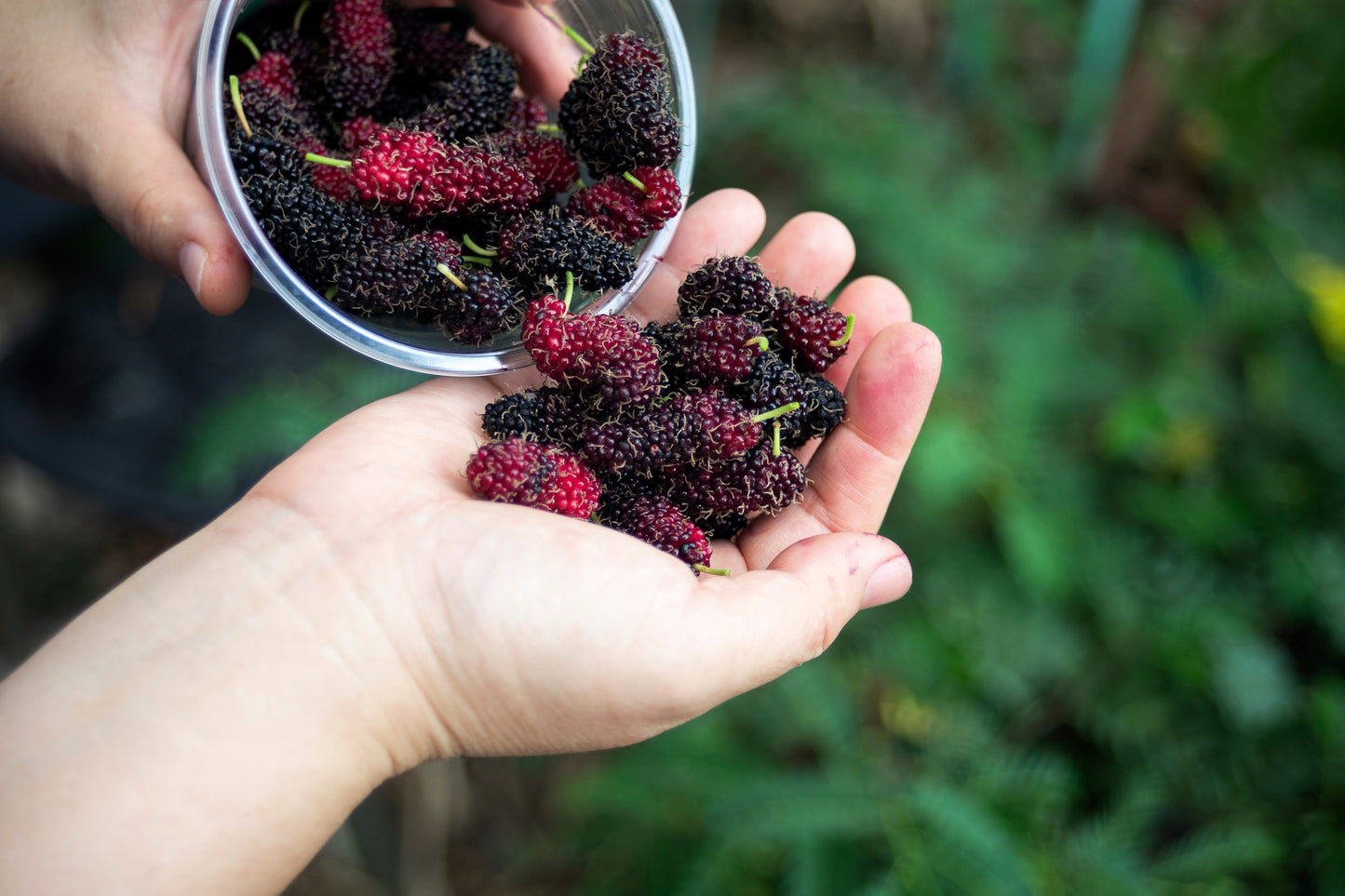 15 Red MULBERRY Morus Rubra Black Fruit Shrub Tree Seeds