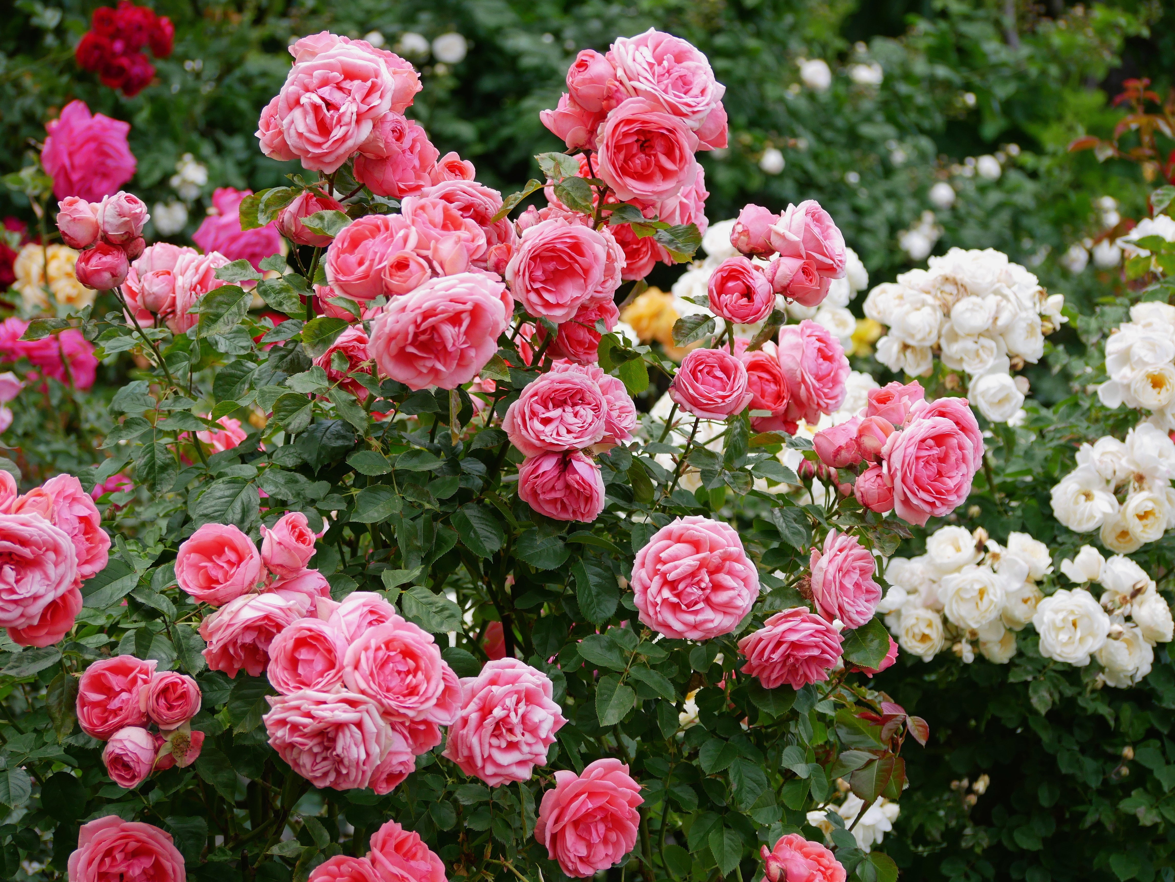 5 PINK ROSE Rosa Bush Shrub Perennial Flower Seeds – Seedville USA