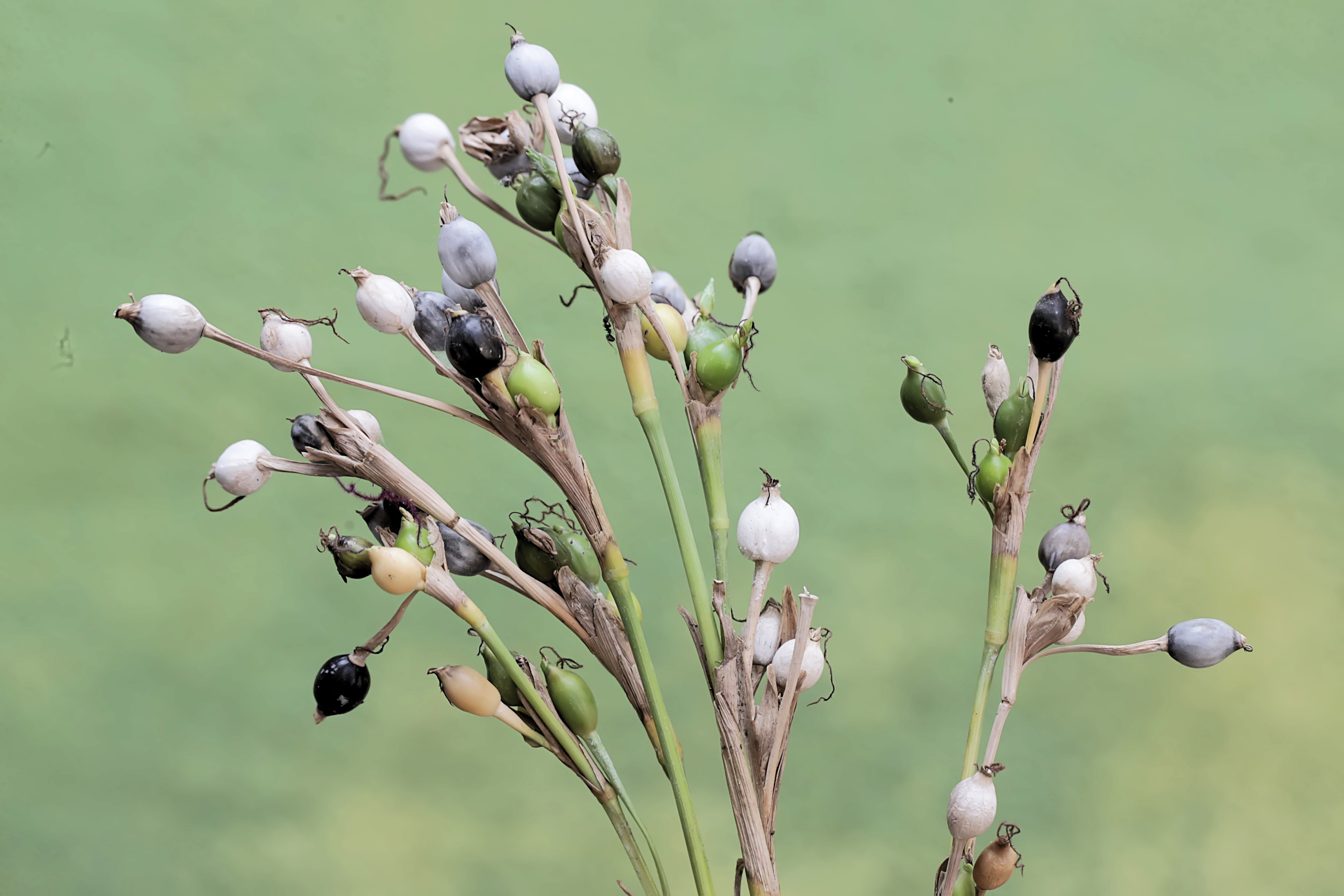 Vegetable Seeds – Page 4 – Seedville USA