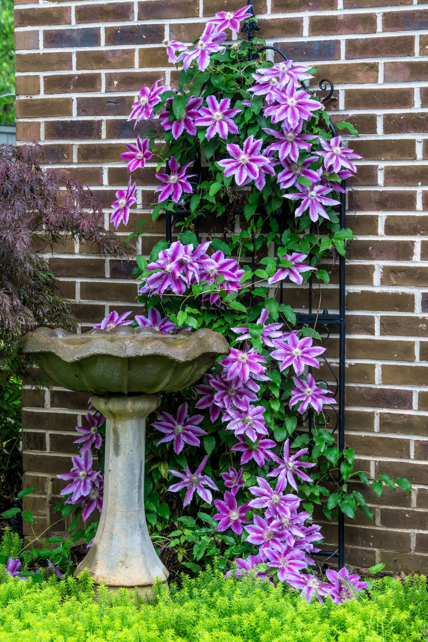 10 MIXED HYBRID CLEMATIS Hybrida Red Purple Pink Blue Bicolor Flower Vine Seeds