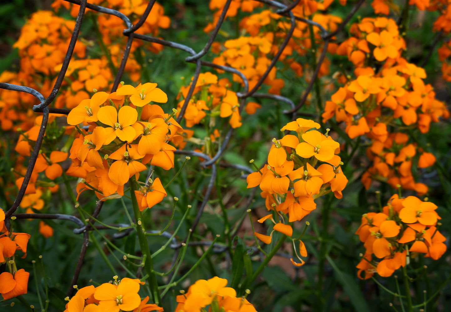 500 SIBERIAN WALLFLOWER Erysimum Cheiranthus Allionii Orange Flower Seeds