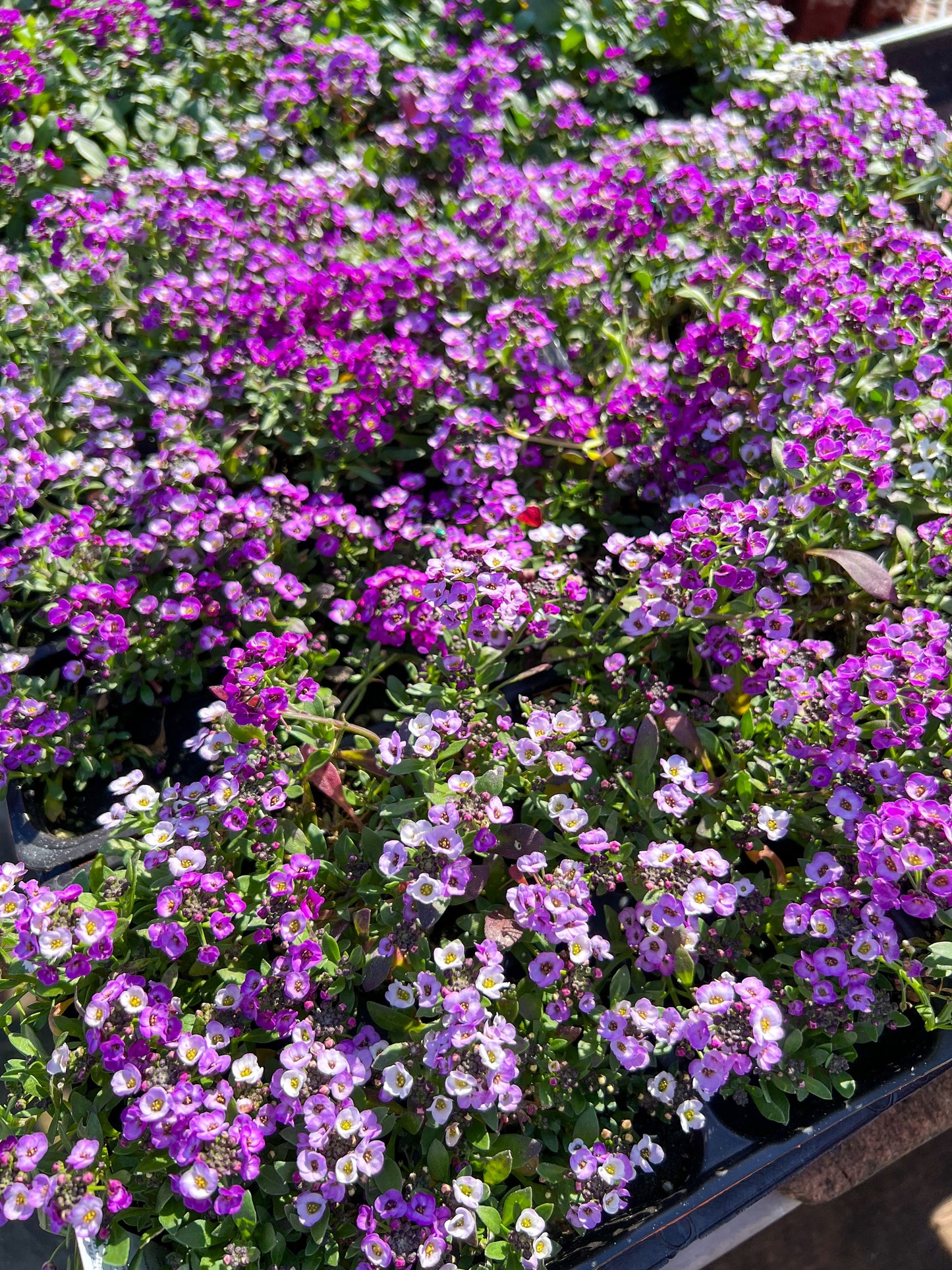 500 Sweet ALYSSUM ROYAL CARPET Lobularia Maritima Violet Blue Flower Seeds