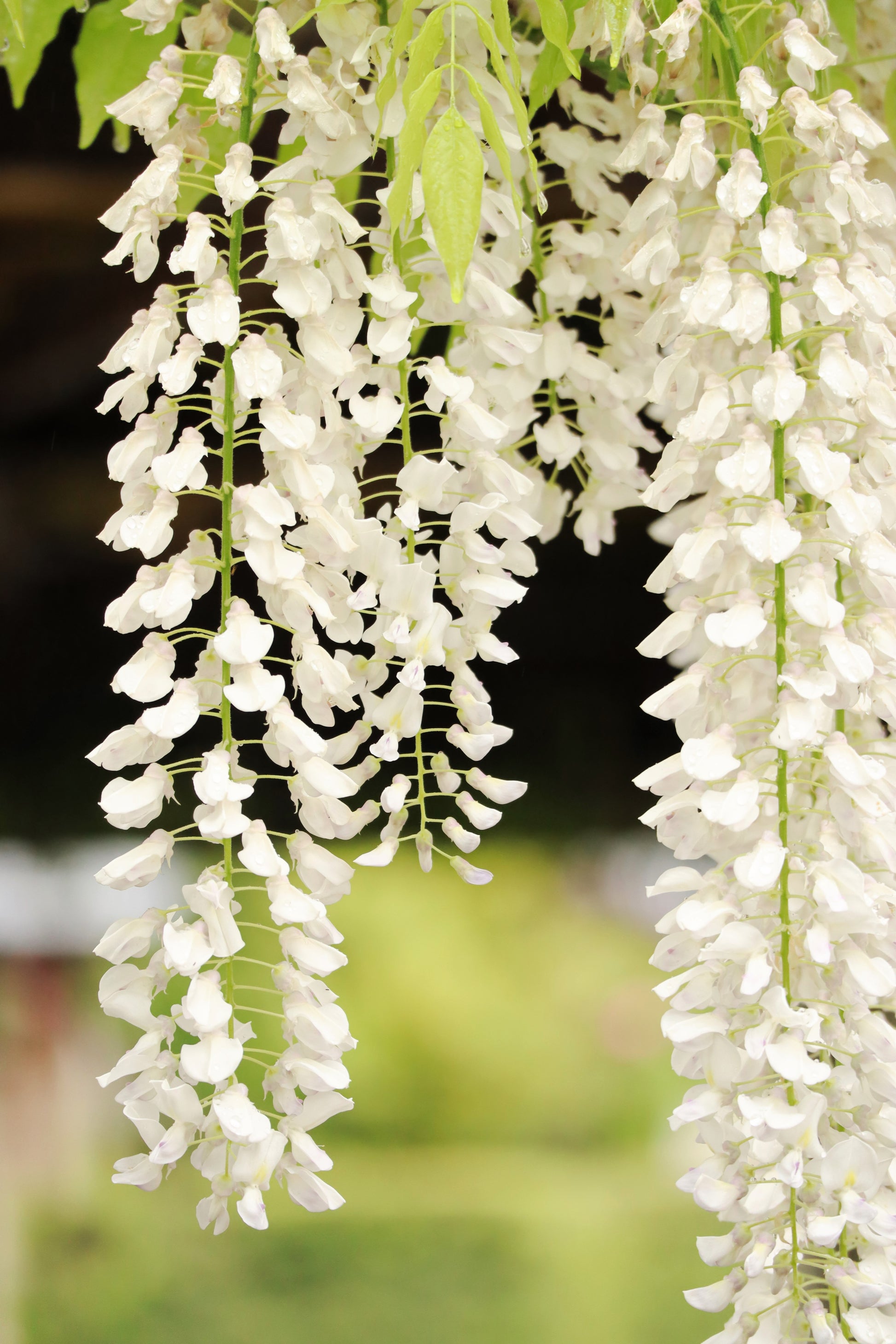 wisteria flower seeds 5 WHITE WISTERIA Floribunda Alba Ornamental Japanese Flower Vine Seeds