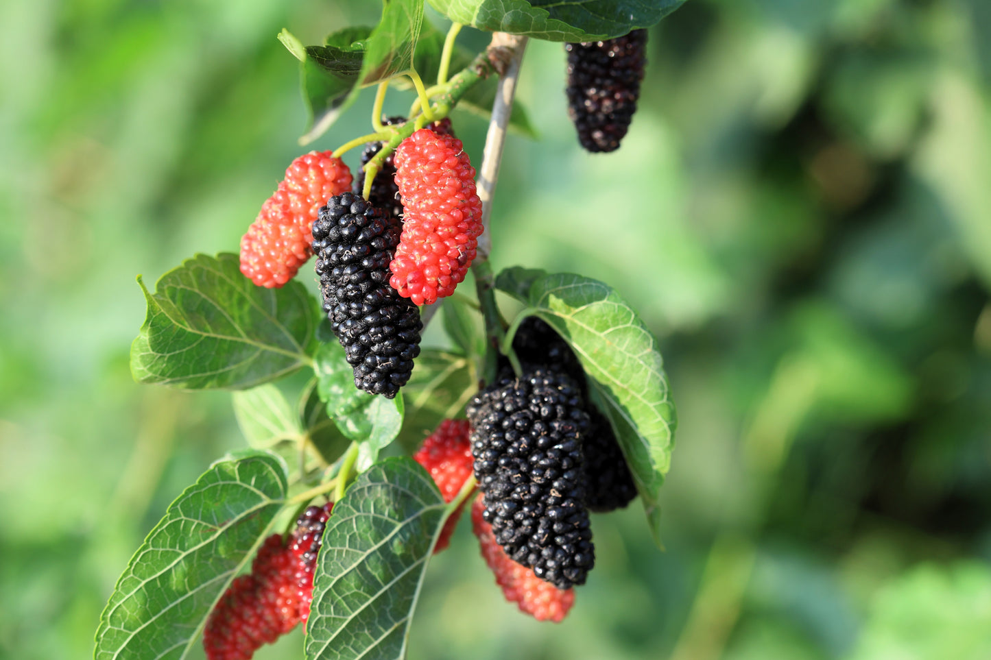 15 Red MULBERRY Morus Rubra Black Fruit Shrub Tree Seeds