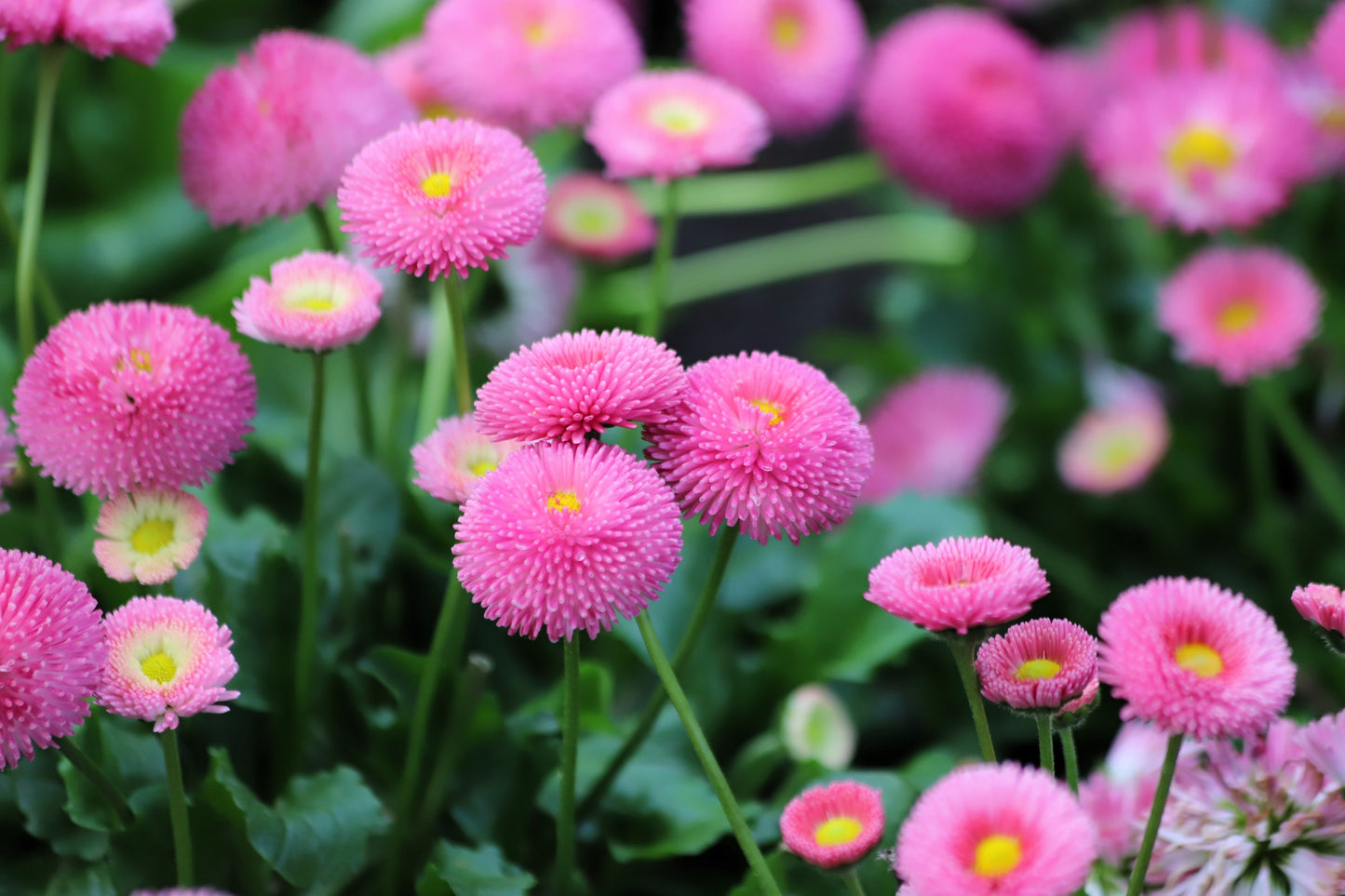 100 PINK ENGLISH DAISY Bellis Perennis Tasso Pink Double Flower Seeds