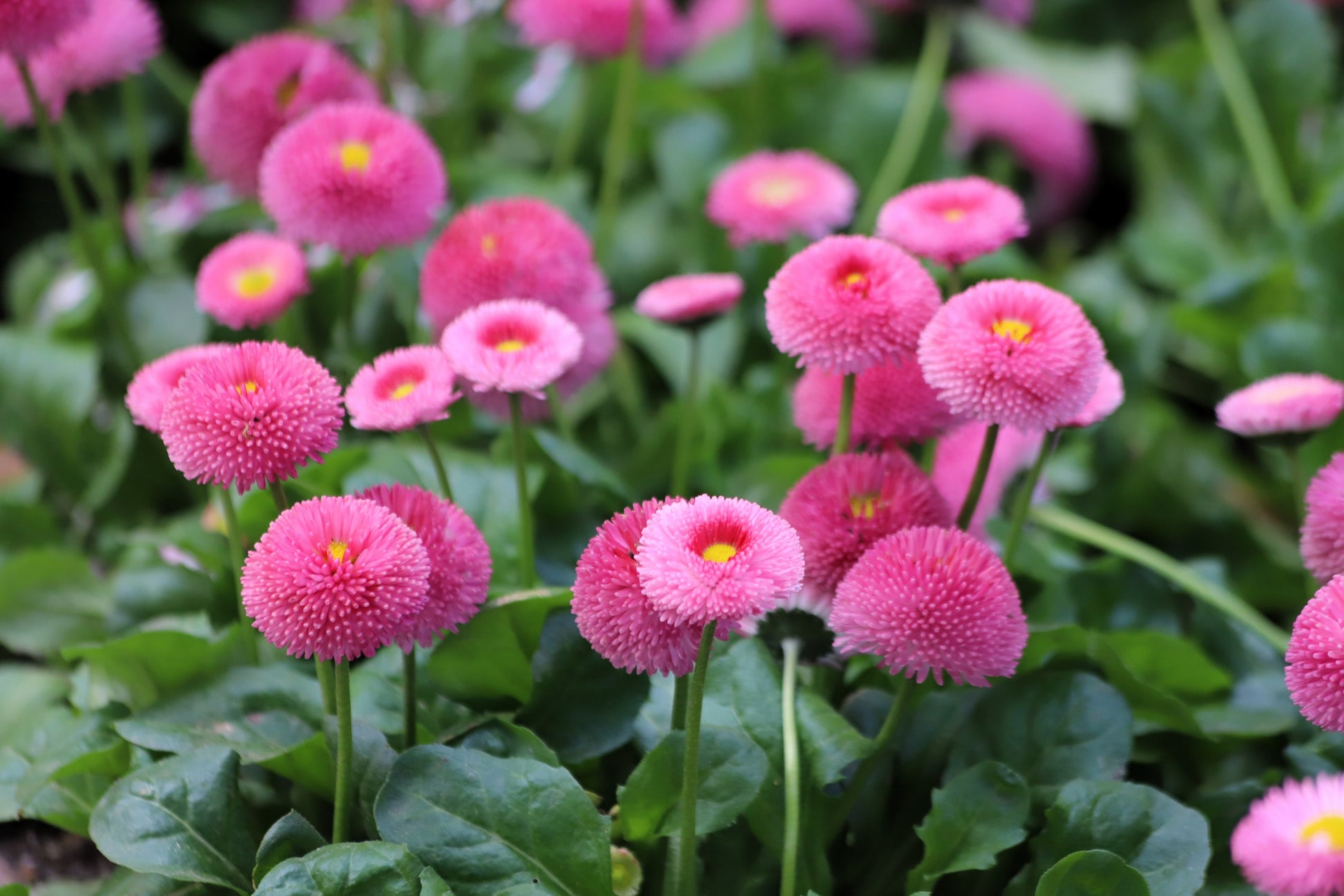english flower seeds 100 PINK ENGLISH DAISY Bellis Perennis Tasso Pink Double Flower Seeds