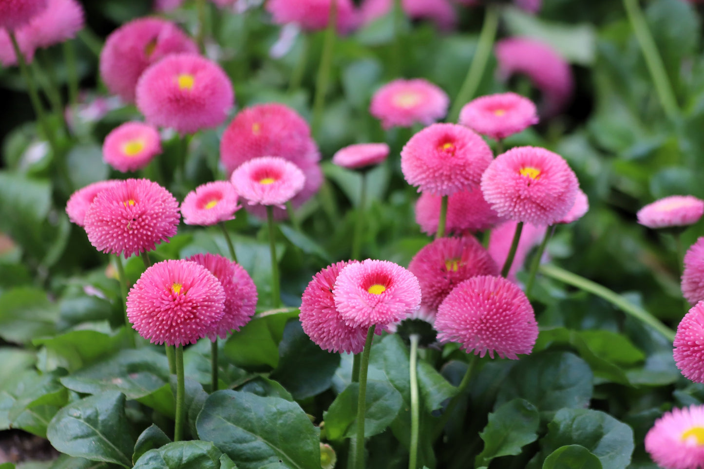 100 PINK ENGLISH DAISY Bellis Perennis Tasso Pink Double Flower Seeds