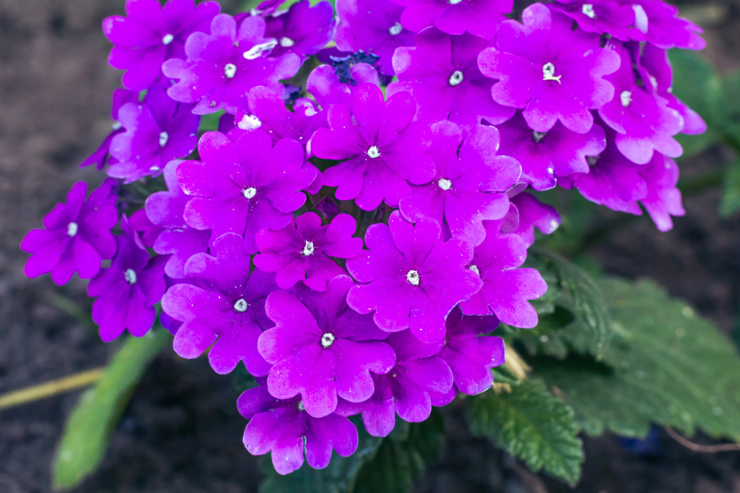 200 Pink & Purple MOSS VERBENA Verbena Tenuisecta Fragrant Hummingbird Flower Seeds
