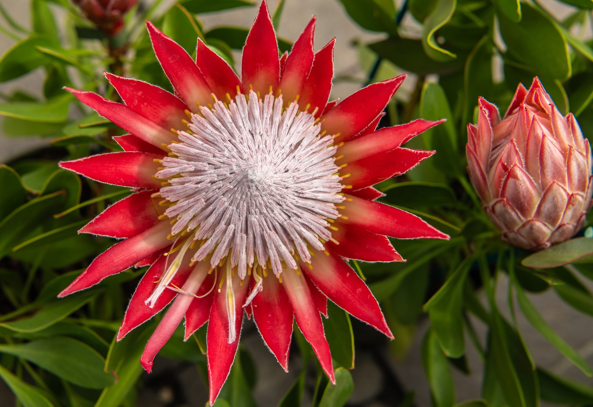 protea plant seeds 5 Giant KING PROTEA Cynaroides Sugarbush Rare 12" Flower Seeds