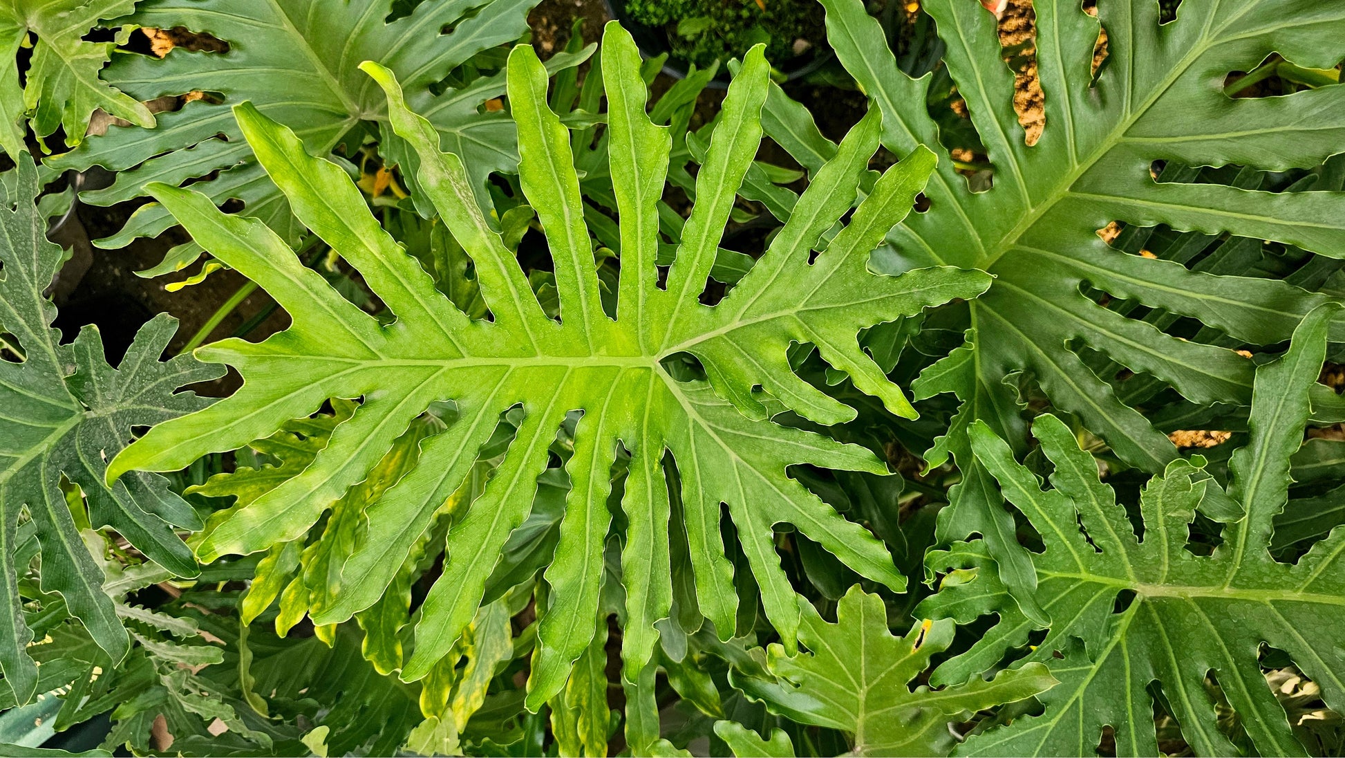 lowe's philodendron 15 Lacy TREE PHILODENDRON Split Leaf Cut-leaf Selloum House Plant Seed – Seedville USA
