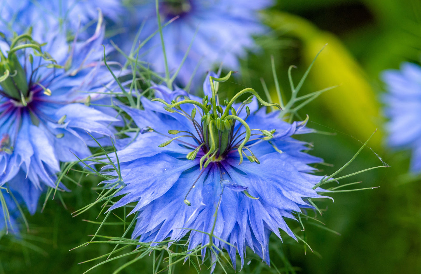 500 LOVE IN A MIST Miss Jekyll Blue ( Fennel Flower ) Nigella Damascena Flower Seeds