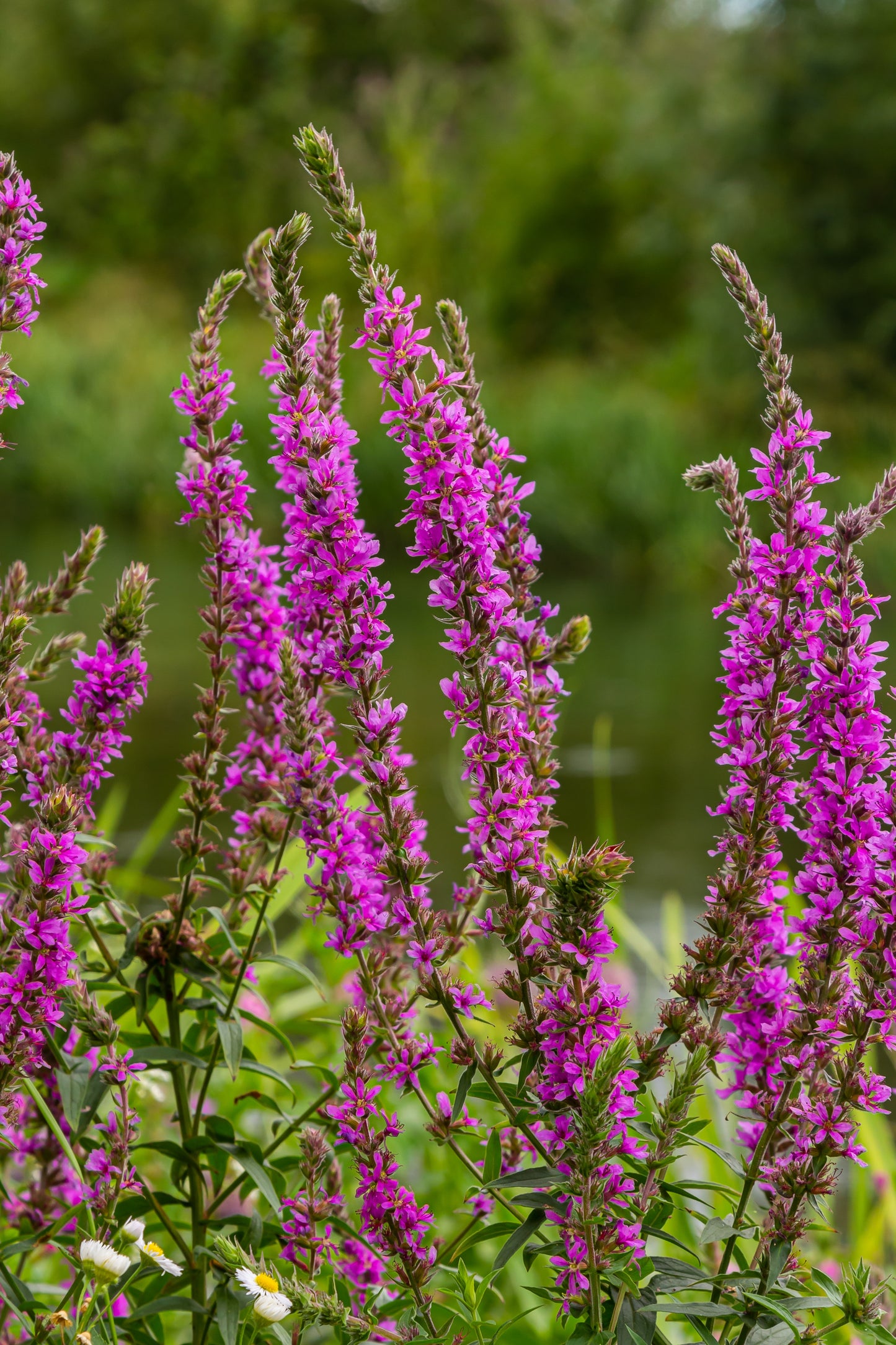 1000 PINK WINGED LOOSESTRIFE Lythrum Alatum Flower Seeds