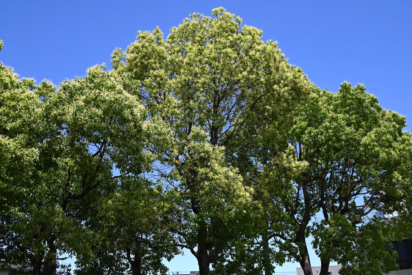 5 CAMPHOR TREE Laurel Cinnamomum Camphora Camphorwood White Flower Black Seeds