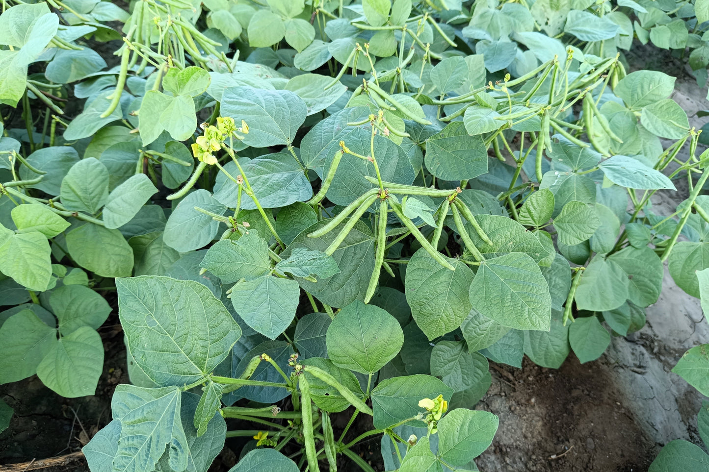 150 MUNG BEAN Moong Sprouts Golden Gram Green Vigna Radiata Vegetable Seeds