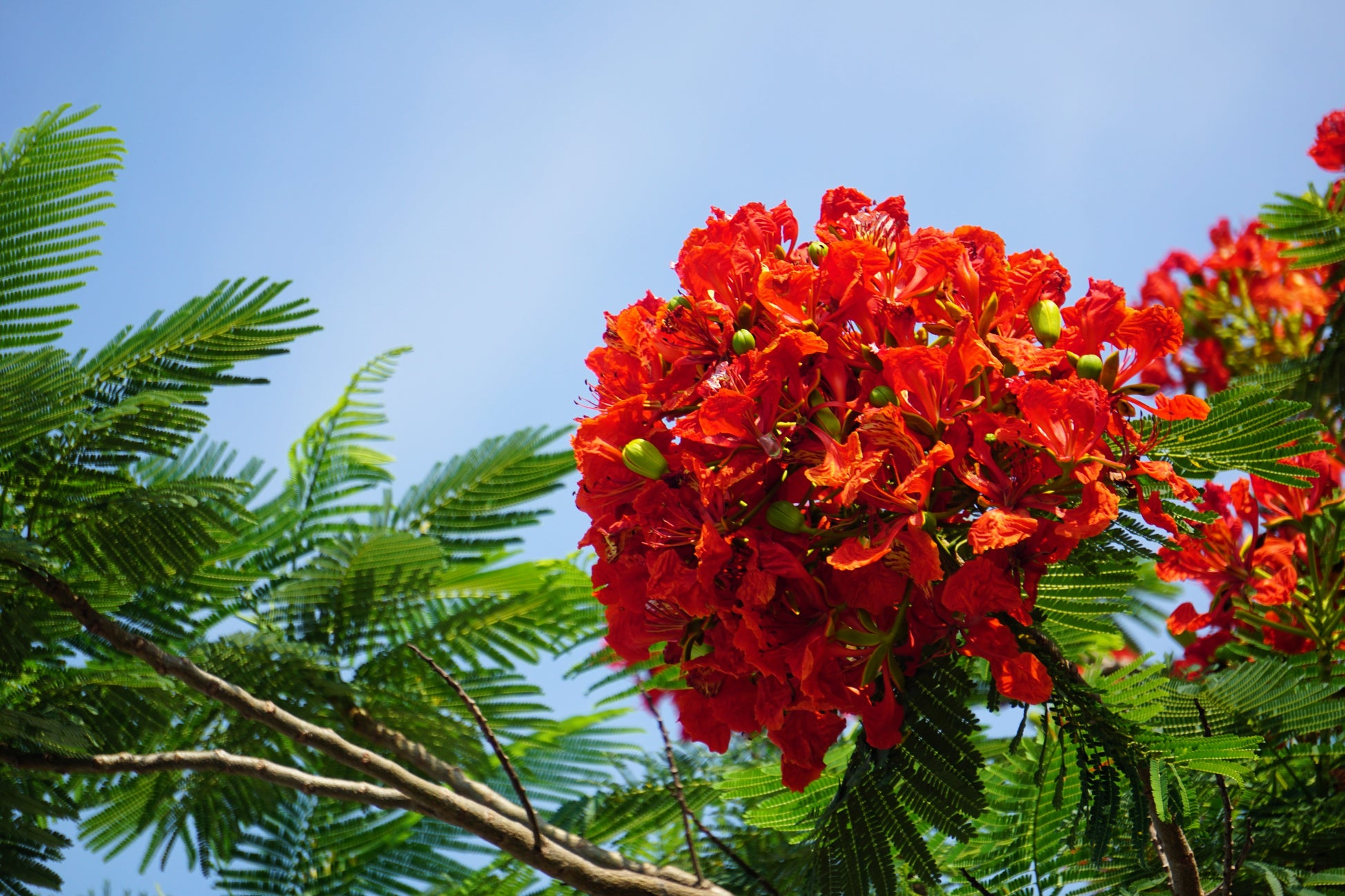royal poinciana from seed to flower 10 ROYAL POINCIANA TREE Delonix Regia aka Red Flame Flamboyant Tree Peacock Flower Seeds