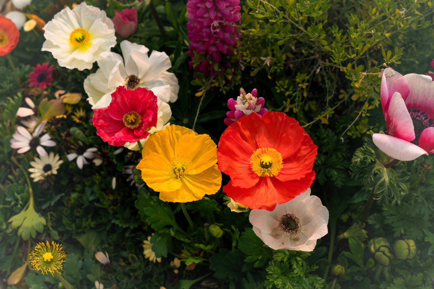 2500 ICELAND POPPY MIX Papaver Nudicaule Mixed Colors Flower Seeds