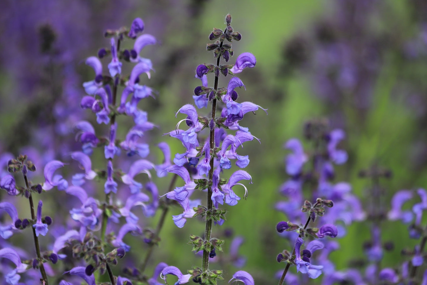 50 Purple False Dragon DRAGONS HEAD Obedient Plant Dracocephalum Flower Seeds