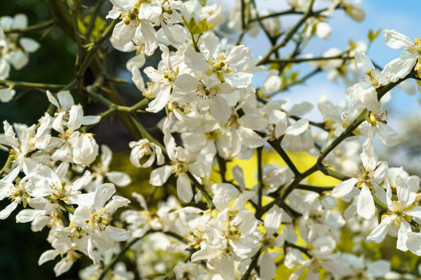 5 HARDY ORANGE TREE Trifoliate Citrus Trifoliata Poncirus Fruit White Flower Seeds