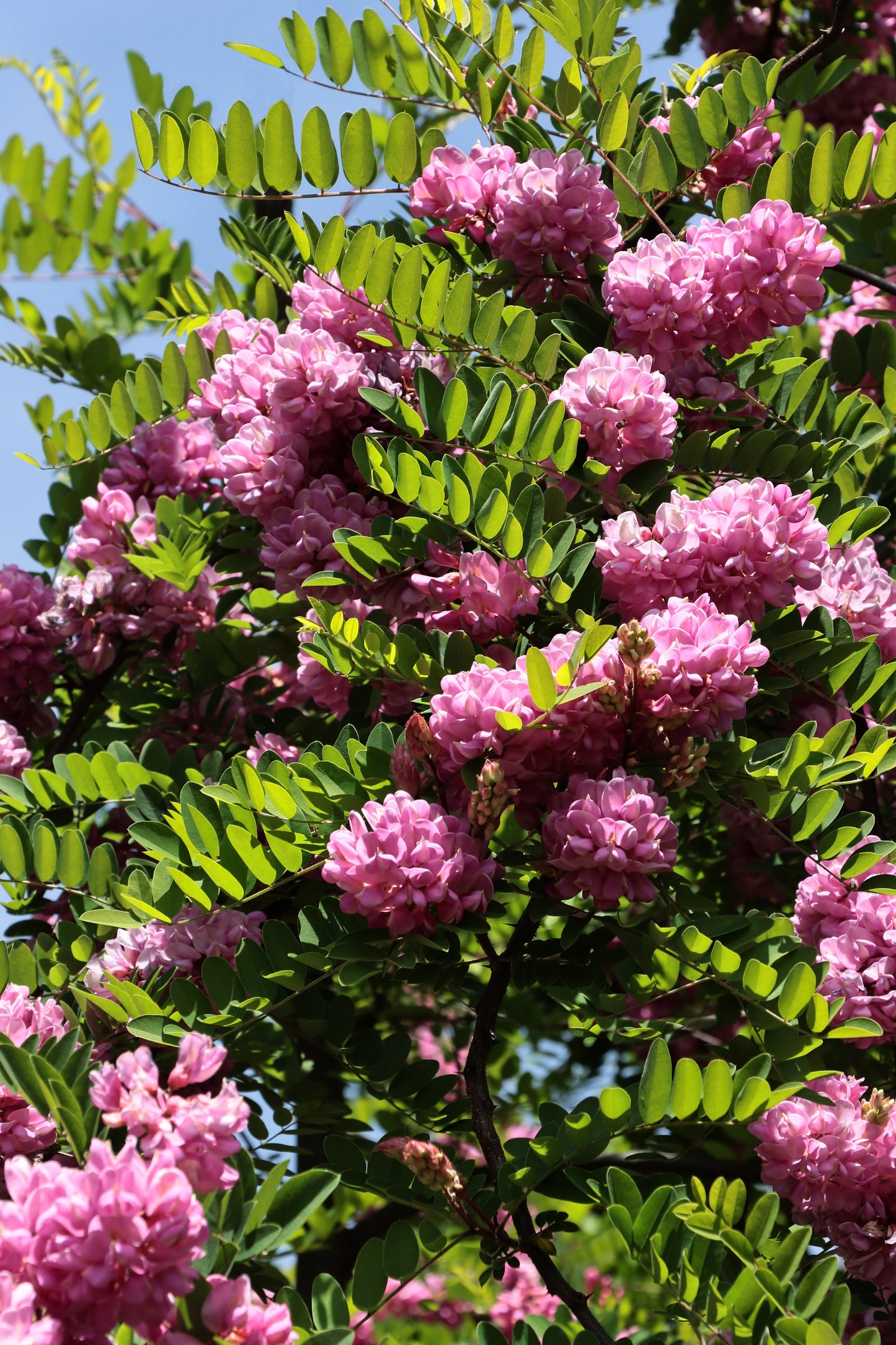 15 ROSE LOCUST / Pink ACACIA Flower Robinia Hispida Fertilis Tree Shrub Seeds