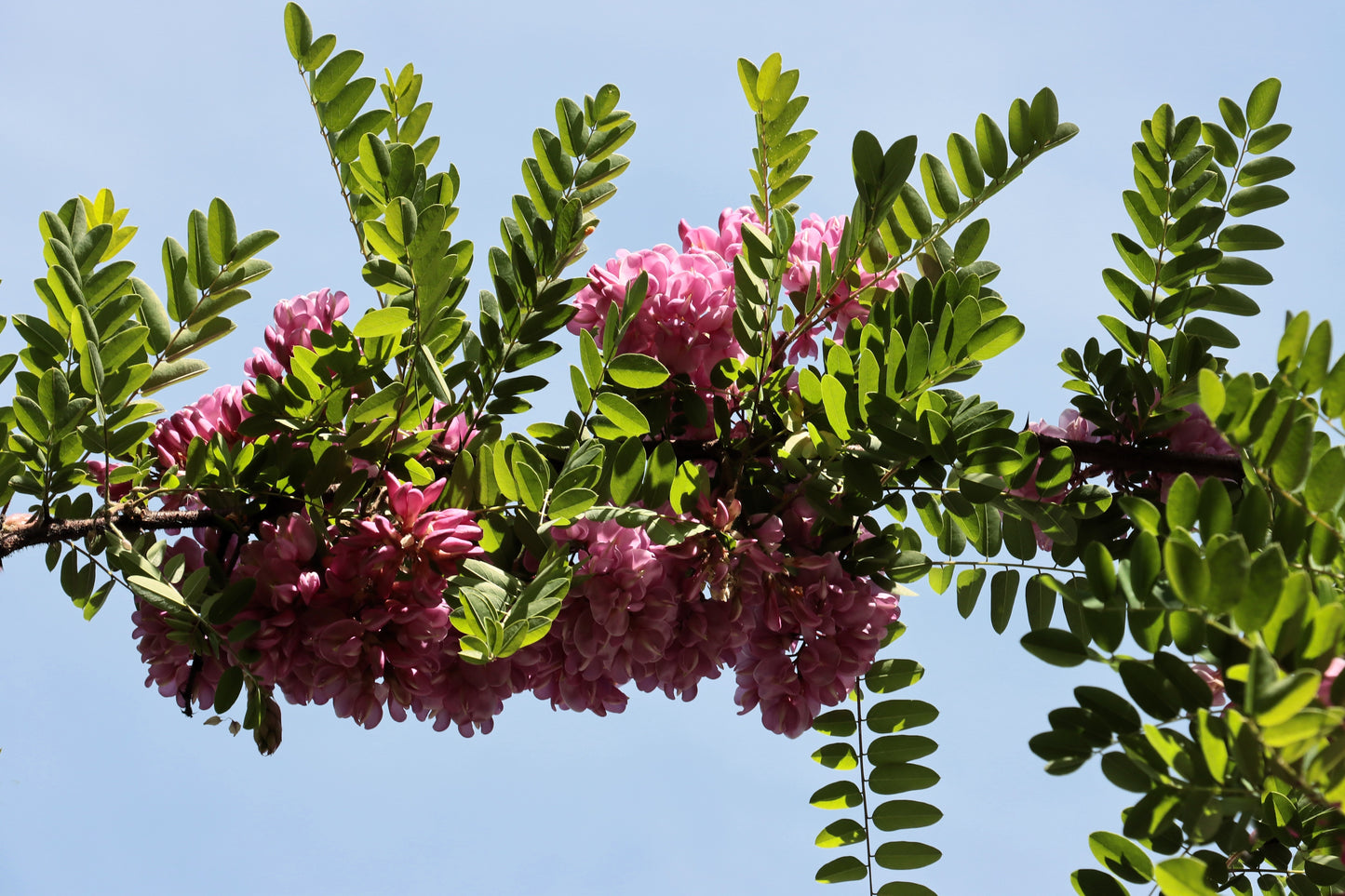 15 ROSE LOCUST / Pink ACACIA Flower Robinia Hispida Fertilis Tree Shrub Seeds