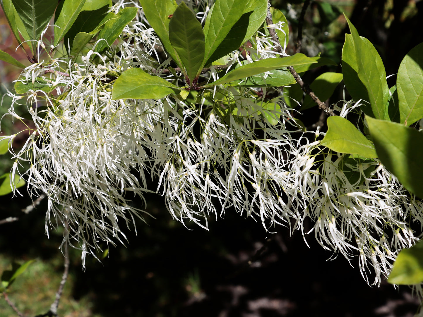 3 FRINGE TREE Chionanthus Virginicus Old Man's Beard White Flower Seeds