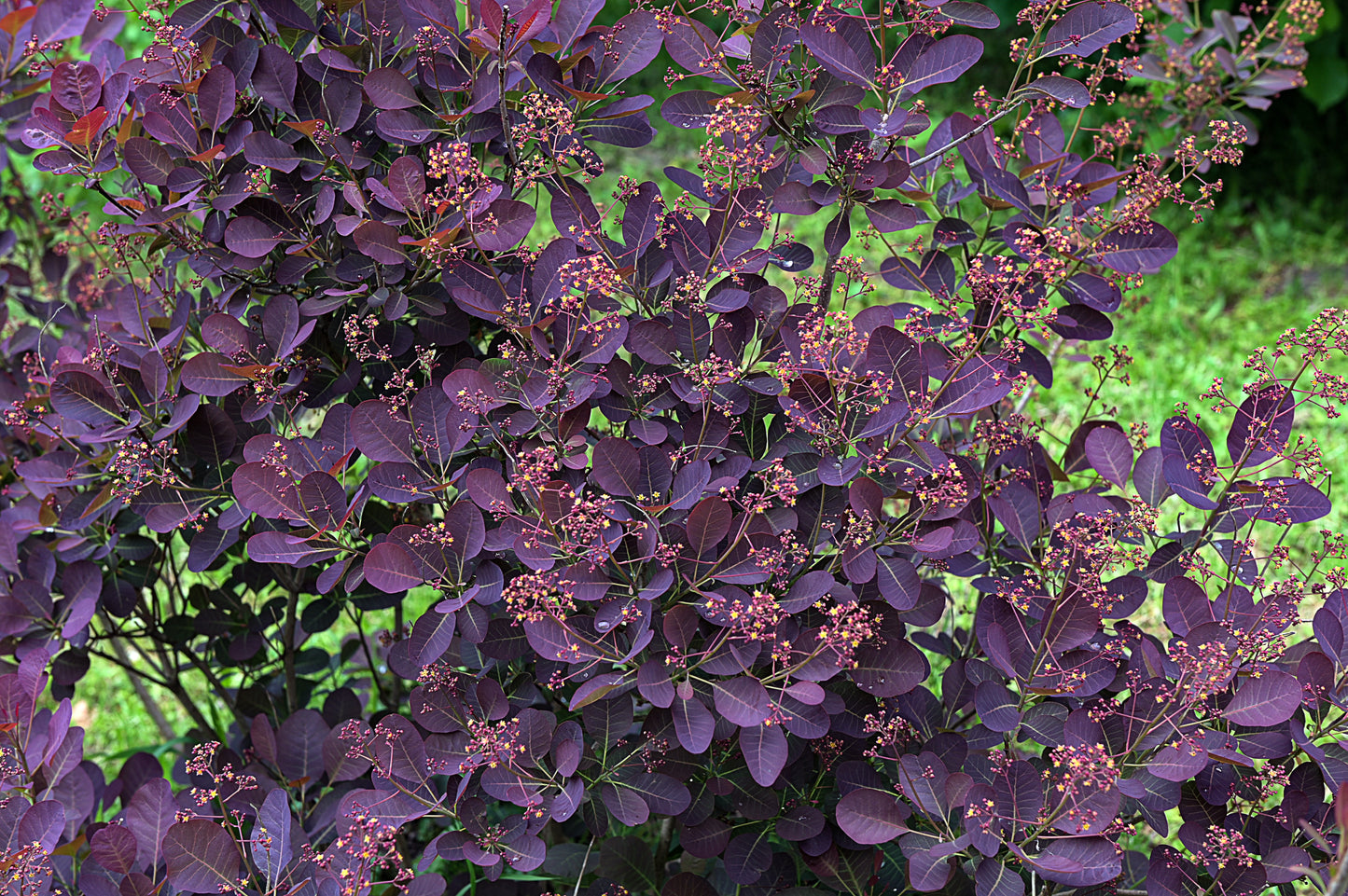 30 PURPLE SMOKE TREE Shrub Smokebush Cotinus Coggygria Rhus Cotinus Sumach Seeds
