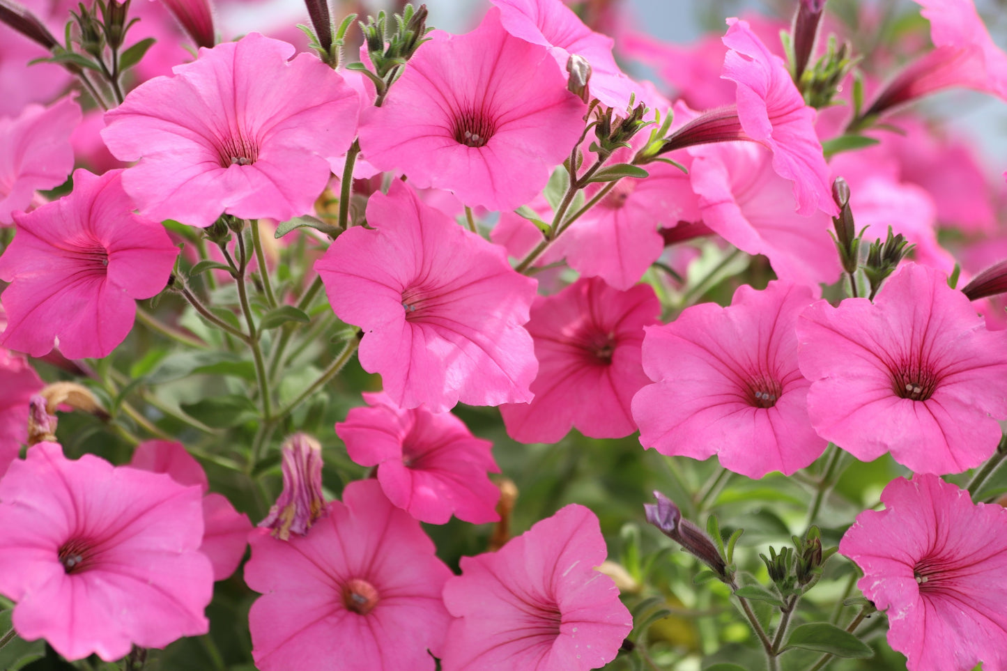 100 PINK PETUNIA Hybrida Pollinator Garden Container Flower Seeds