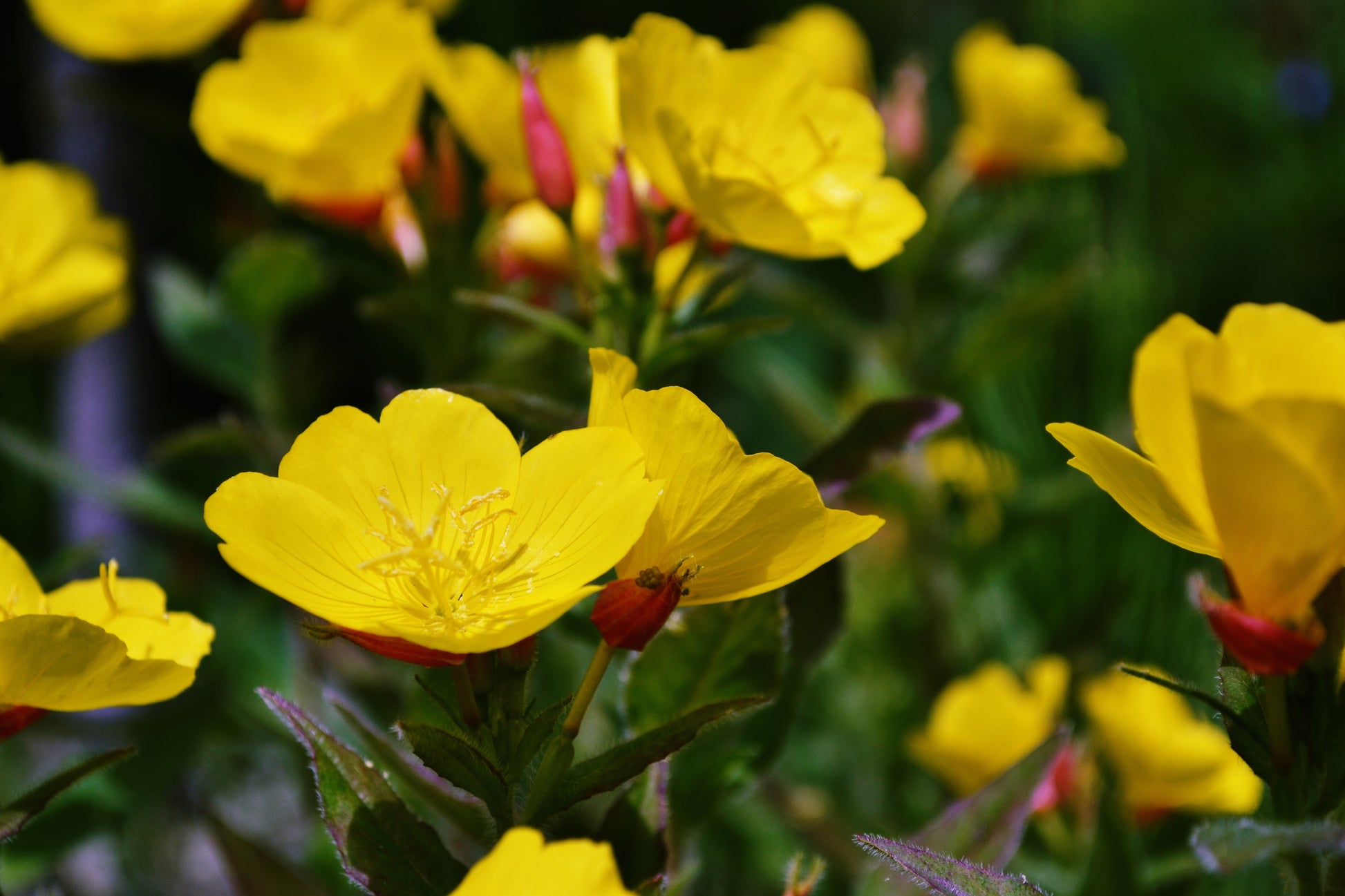 oenothera plant 1000 YELLOW EVENING PRIMROSE Oenothera lamarckiana Flower Seeds – Seedville  USA