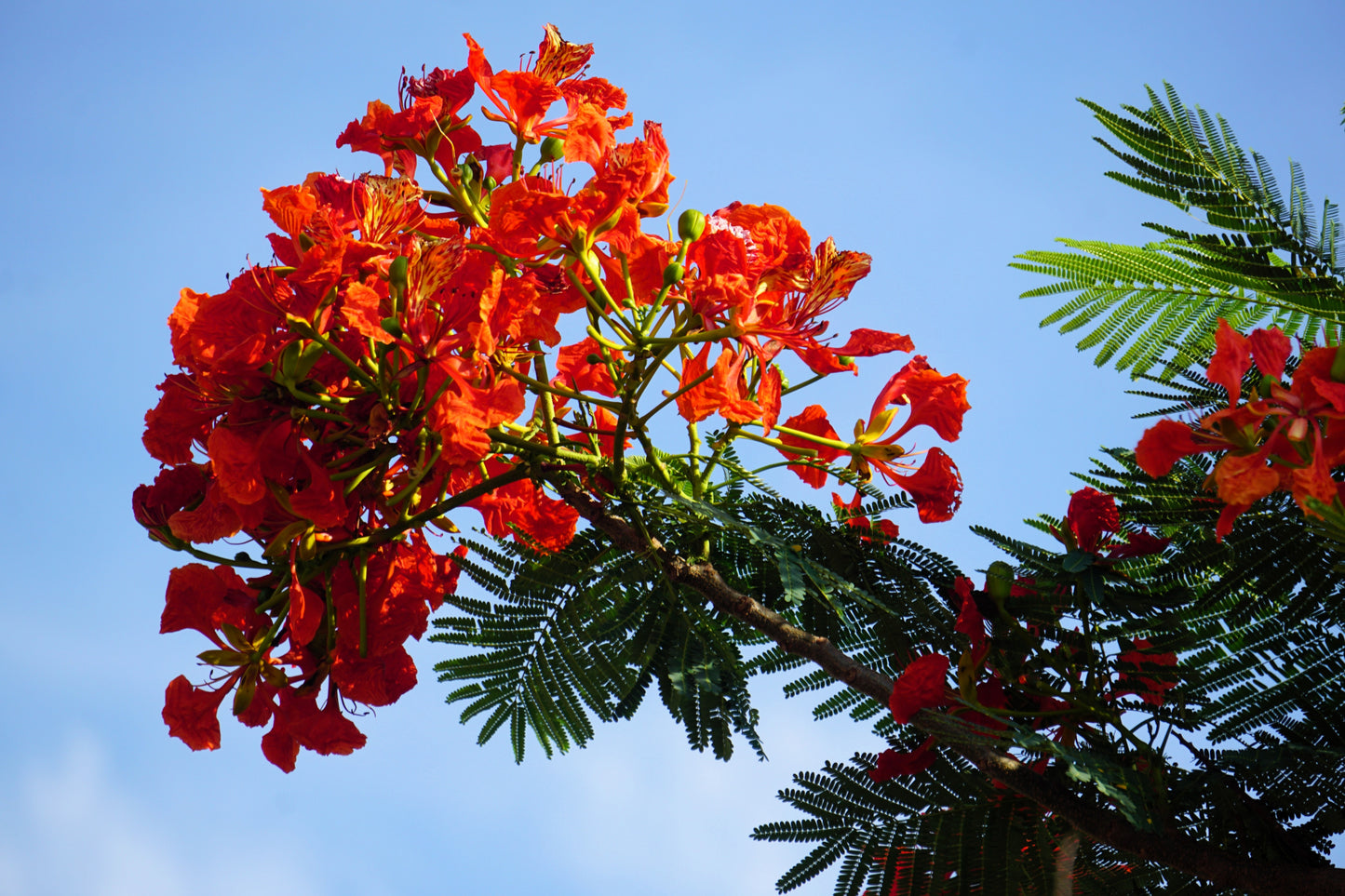 10 ROYAL POINCIANA TREE Delonix Regia aka Red Flame Flamboyant Tree Peacock Flower Seeds