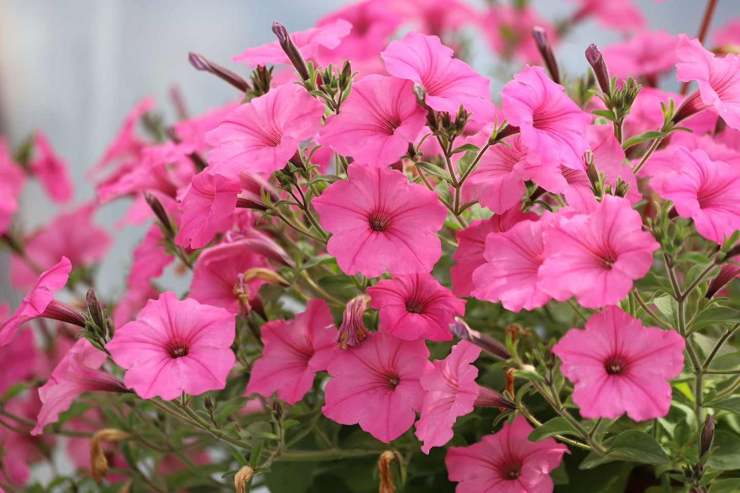 100 PINK PETUNIA Hybrida Pollinator Garden Container Flower Seeds